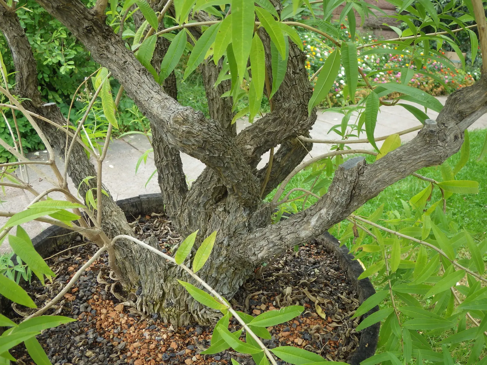 Lemon Verbena (Aloysia Triphylla) — and its light green hue shines under the summer sun