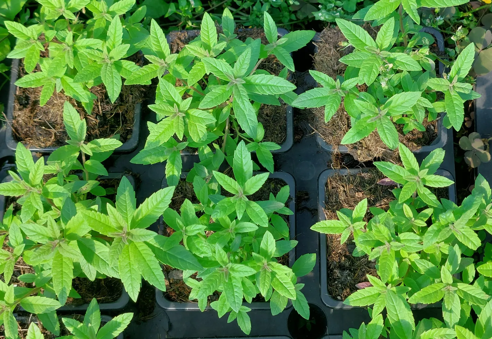 Lemon Verbena (Aloysia Triphylla) — a highly aromatic perennial shrub