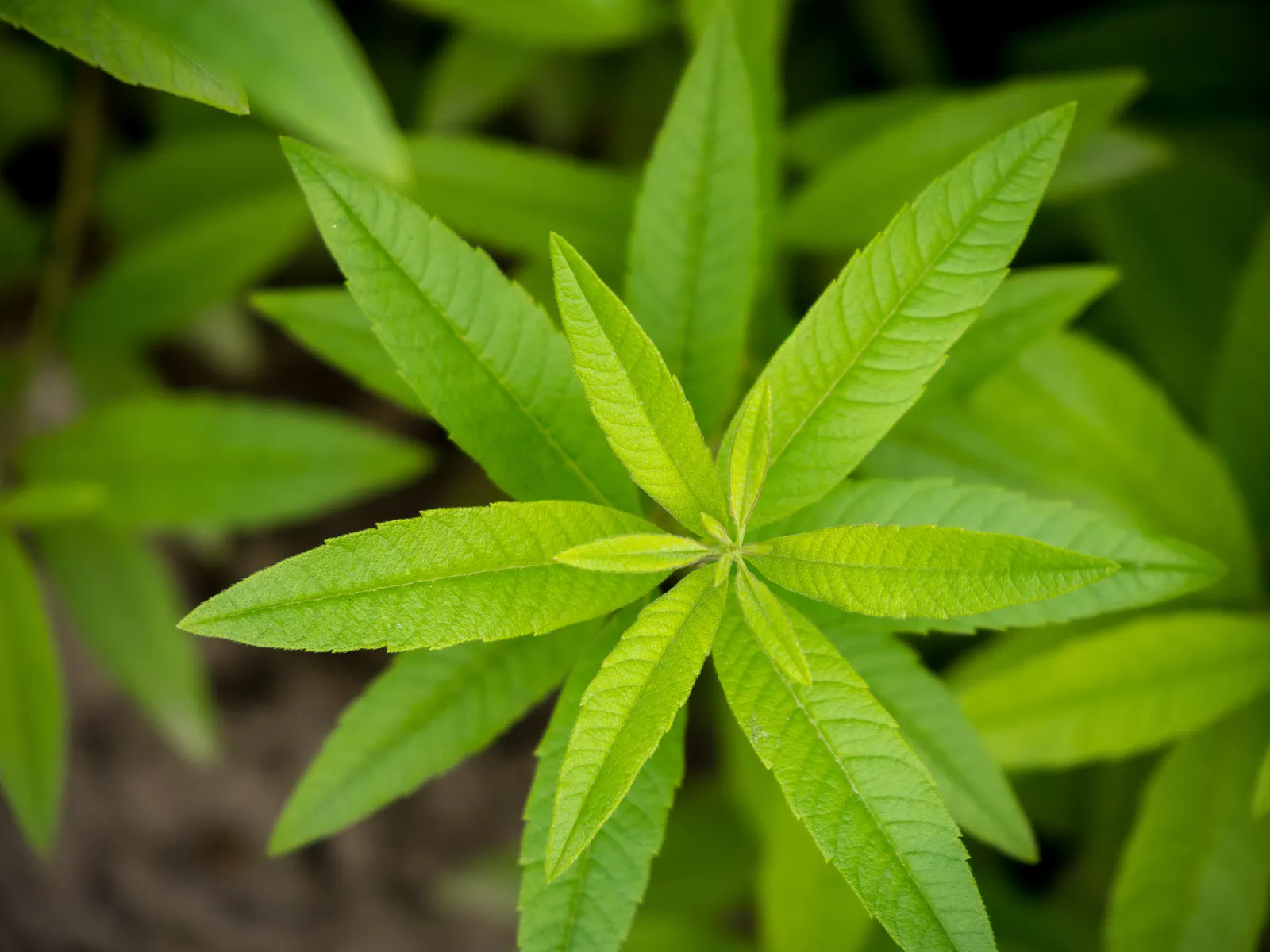 Lemon Verbena (Aloysia Triphylla) — but will benefit from occasional deep watering during prolonged dry spells