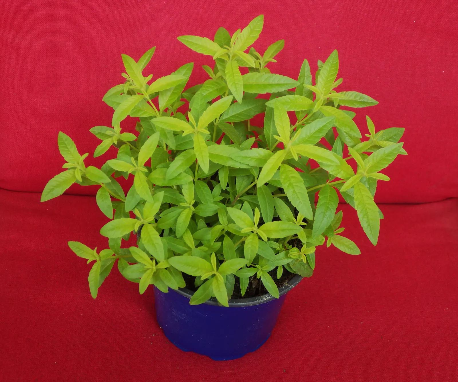 Lemon Verbena (Aloysia Triphylla) — Originating from South America