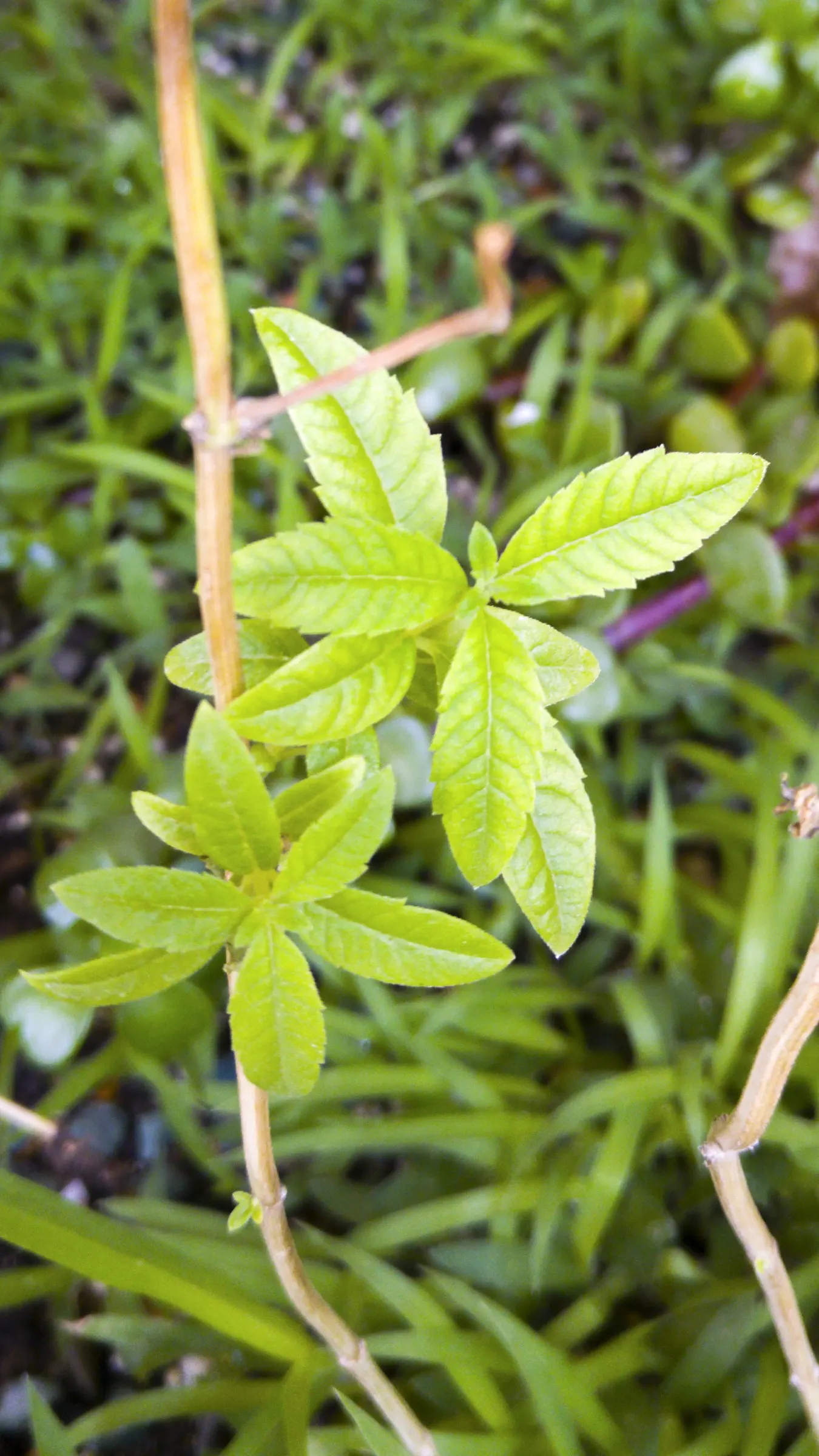 Lemon Verbena (Aloysia Triphylla) — Lemon Verbena appreciates full sun and well-drained soil; from late spring to early fall
