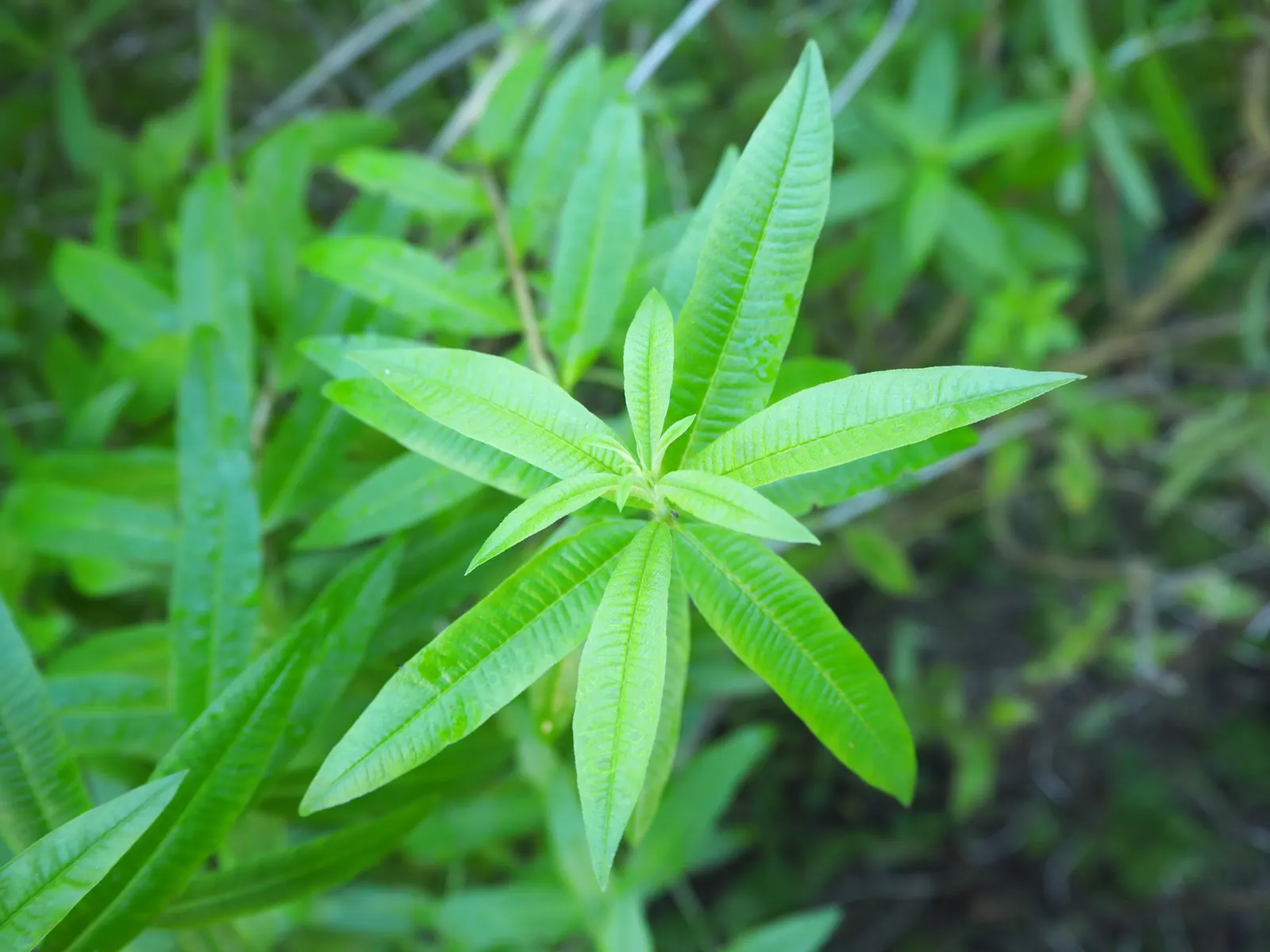 Lemon Verbena (Aloysia Triphylla) — Flowers are small and lavender, but it's mainly grown for its fragrant, culinary, and medicinal leaves
