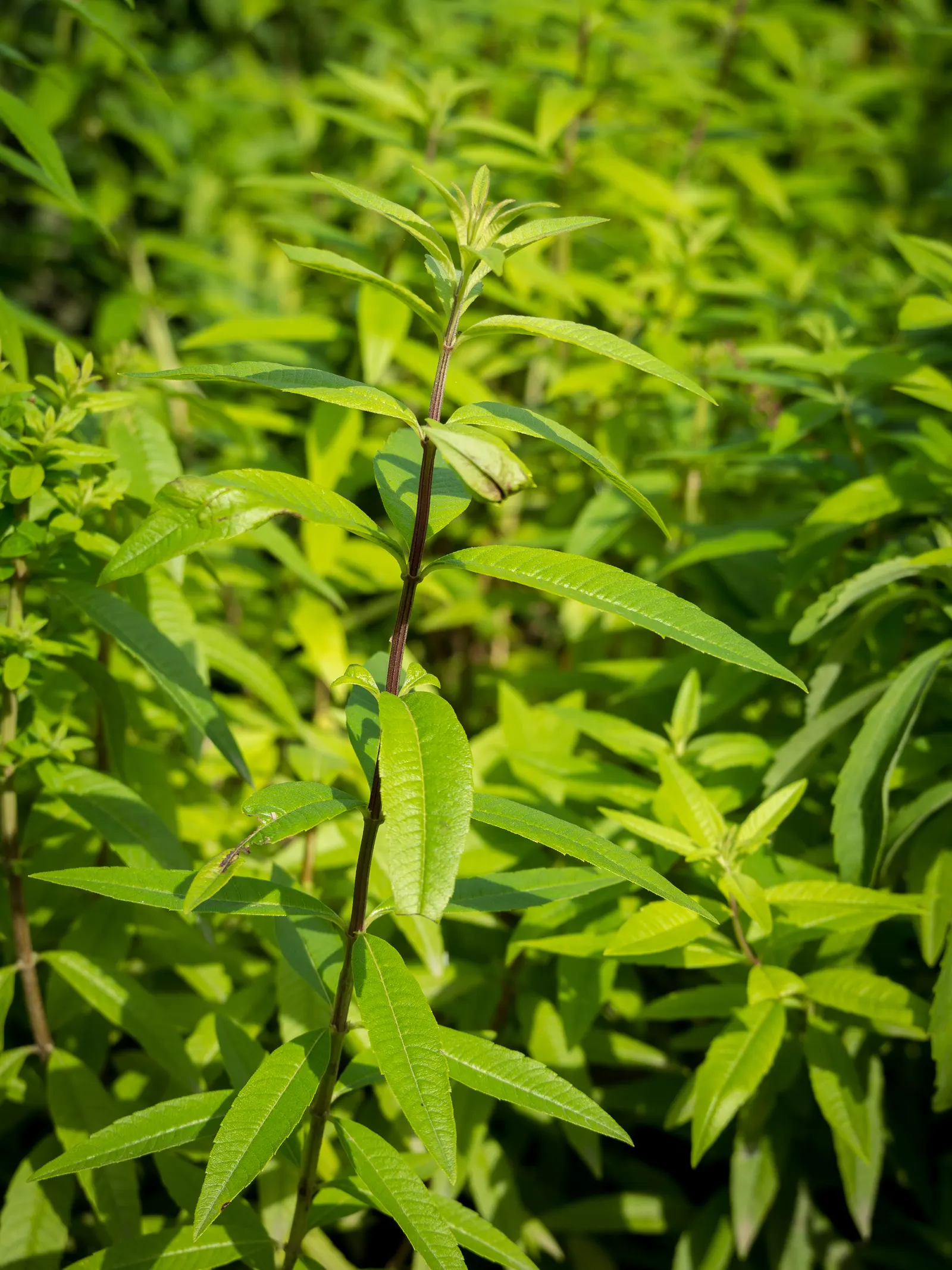 Lemon Verbena (Aloysia Triphylla) — the leaves can be harvested for culinary uses and herbal infusions