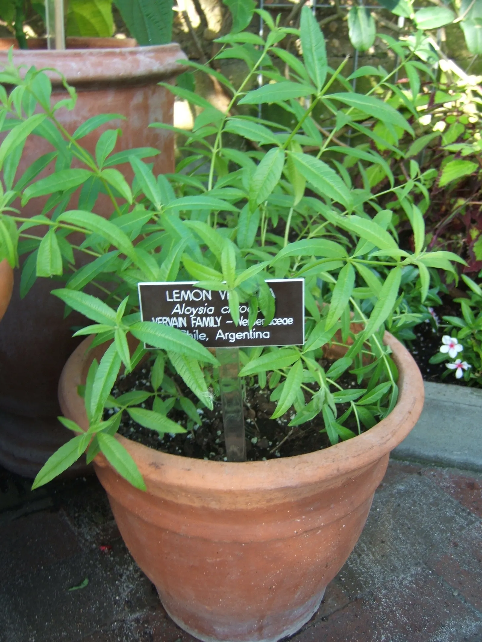 Lemon Verbena (Aloysia Triphylla) — although they are less notable than the plant's foliage