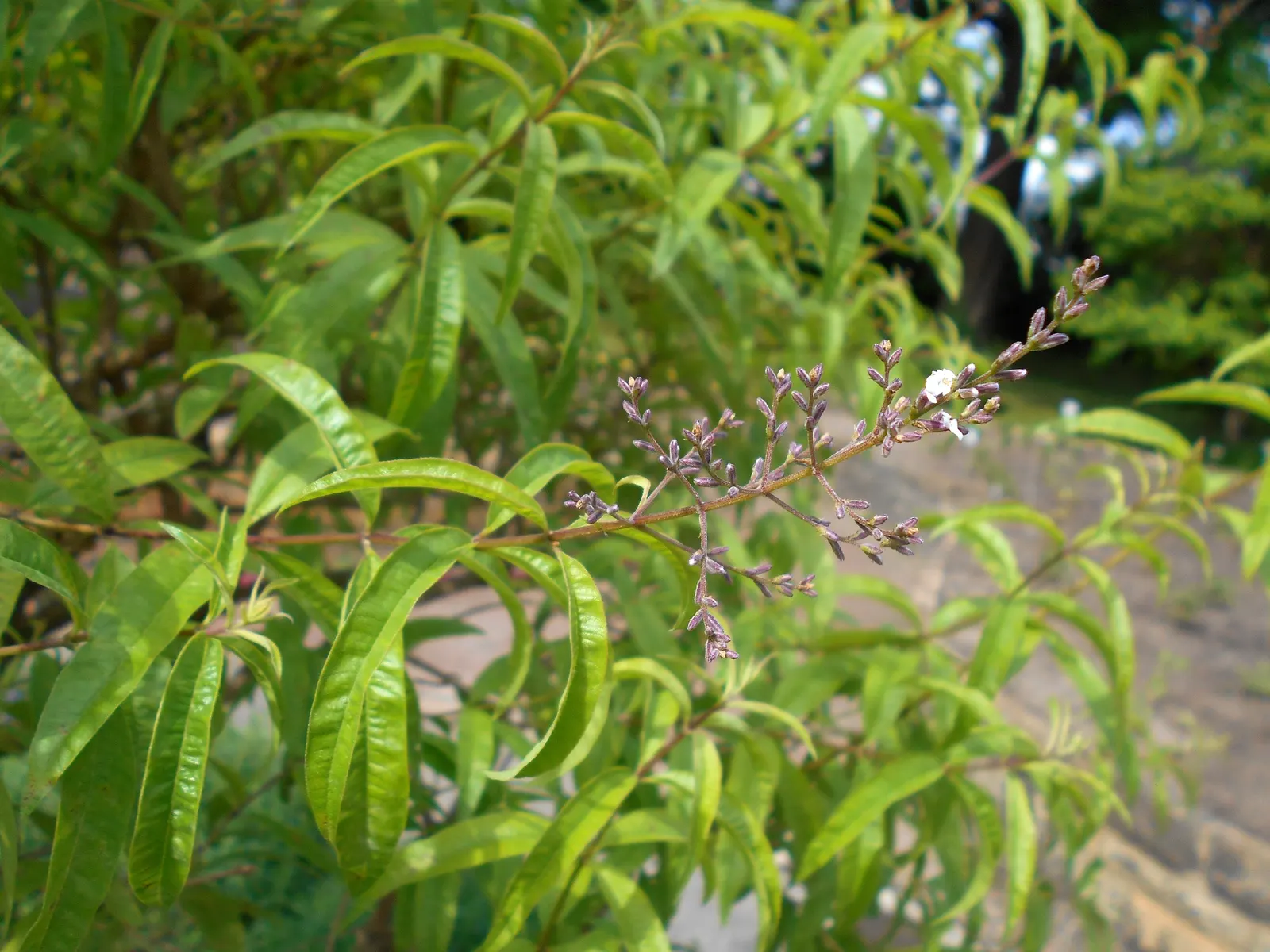 Lemon Verbena (Aloysia Triphylla) — In colder zones, it's often grown as an annual or overwintered indoors; shrub with white blooms
