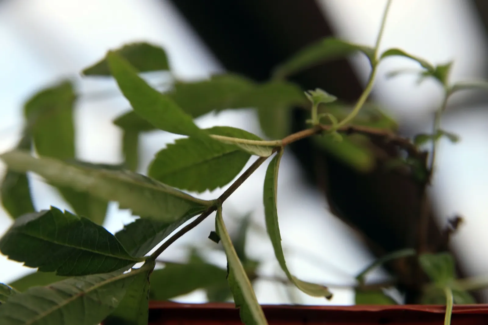 Lemon Verbena (Aloysia Triphylla) — Lemon Verbena is well-suited for borders and herb gardens
