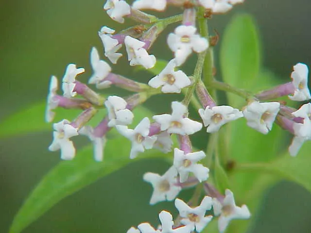 Lemon Verbena (Aloysia Triphylla) — Lemon Verbena (Aloysia triphylla)