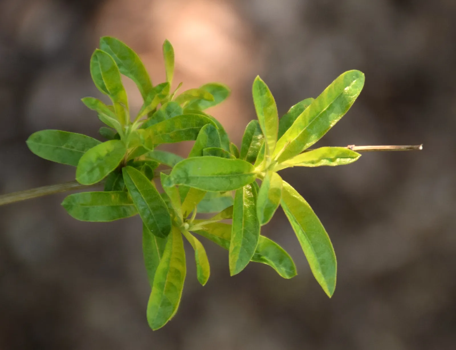 Lemon Verbena (Aloysia Triphylla) — and its light green hue shines under the summer sun; although they are less notable than the plant's foliage