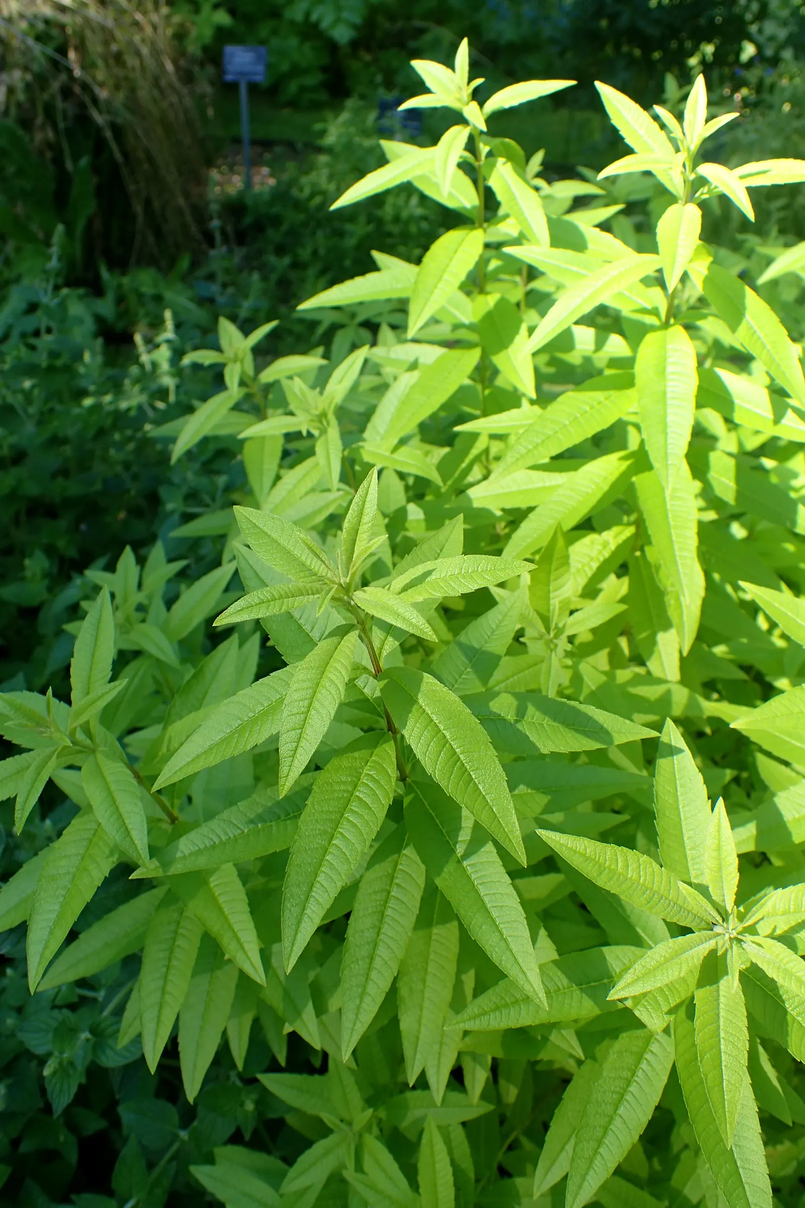 Lemon Verbena (Aloysia Triphylla) — From late spring to early fall; white flowers in the garden