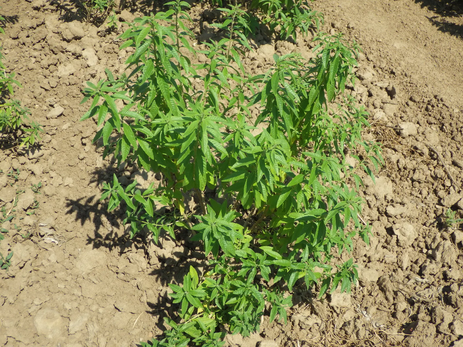 Lemon Verbena (Aloysia Triphylla) — pale lavender or white flowers may appear