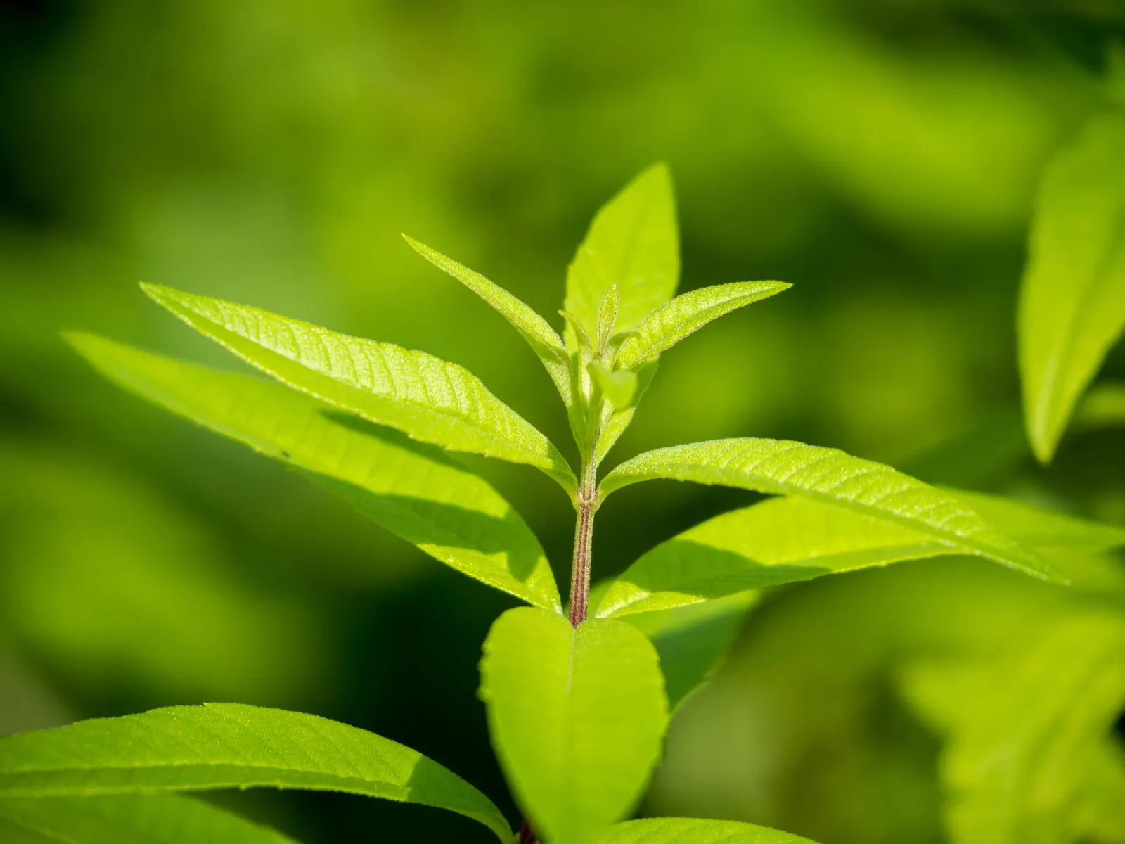 Lemon Verbena (Aloysia Triphylla) — It's important to mention that Lemon Verbena is drought-tolerant once established