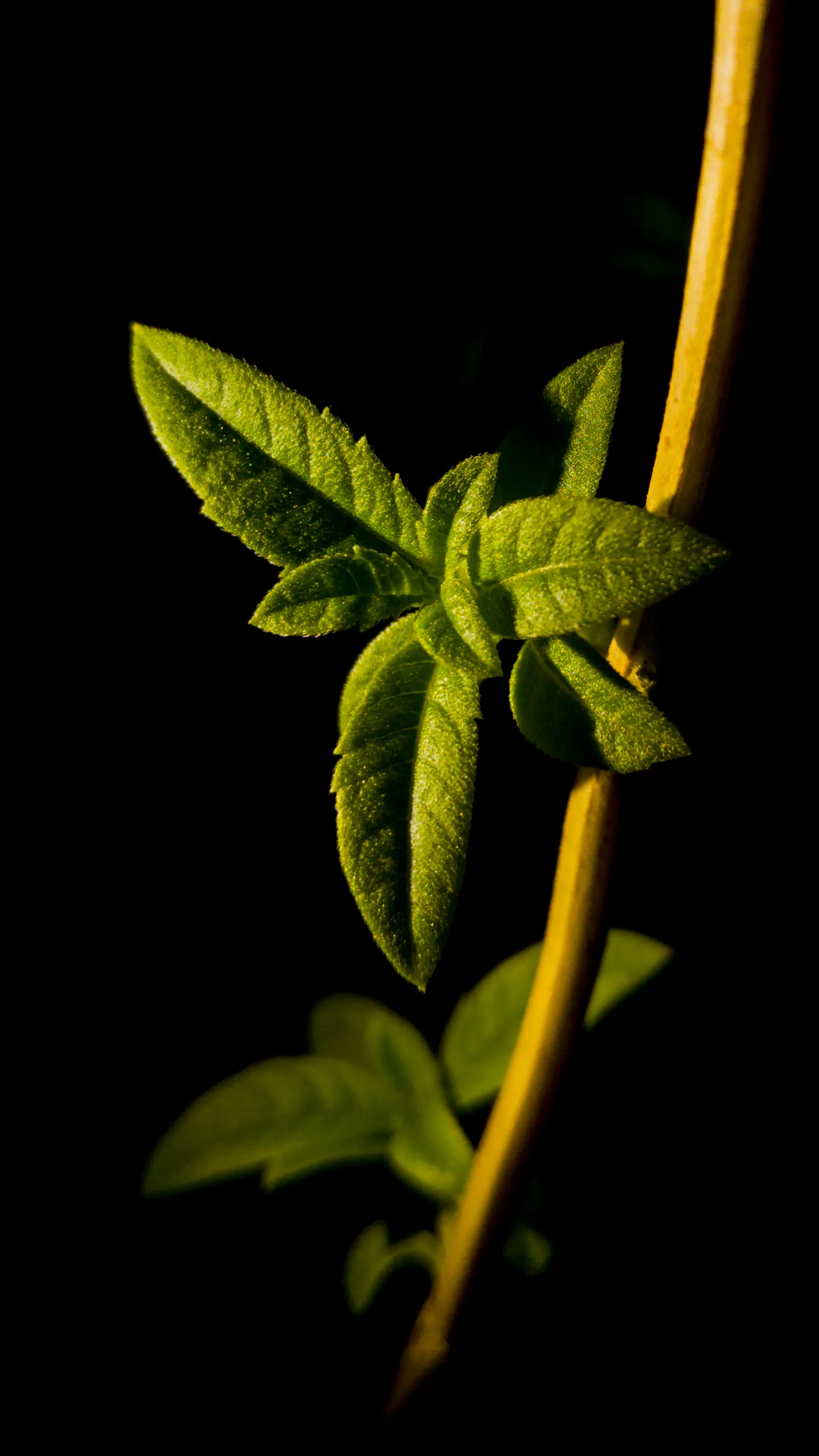 Lemon Verbena (Aloysia Triphylla) — a highly aromatic perennial shrub; it's important to mention that Lemon Verbena is drought-tolerant once established