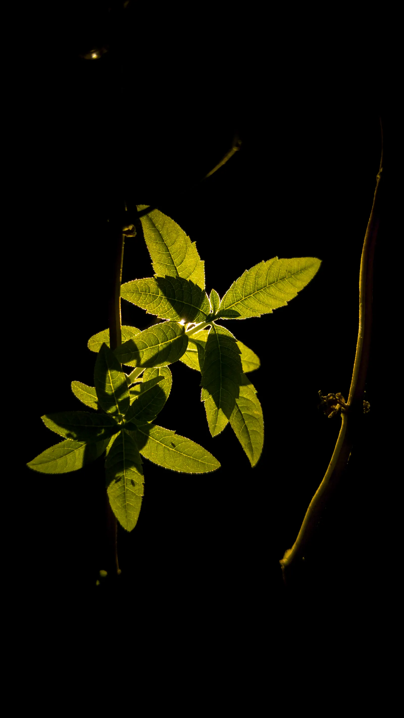 Lemon Verbena (Aloysia Triphylla) — thriving in USDA Hardiness Zones 8-10; the leaves can be harvested for culinary uses and herbal infusions