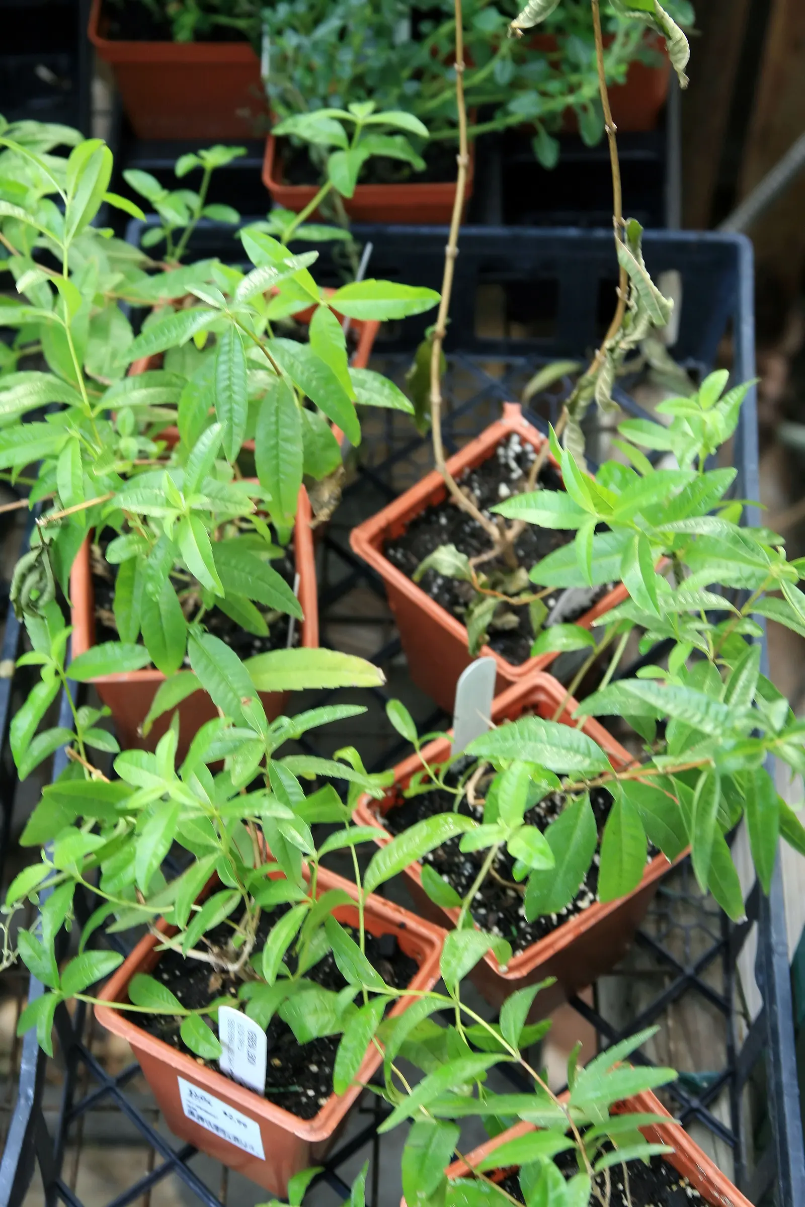 Lemon Verbena (Aloysia Triphylla) — From late spring to early fall