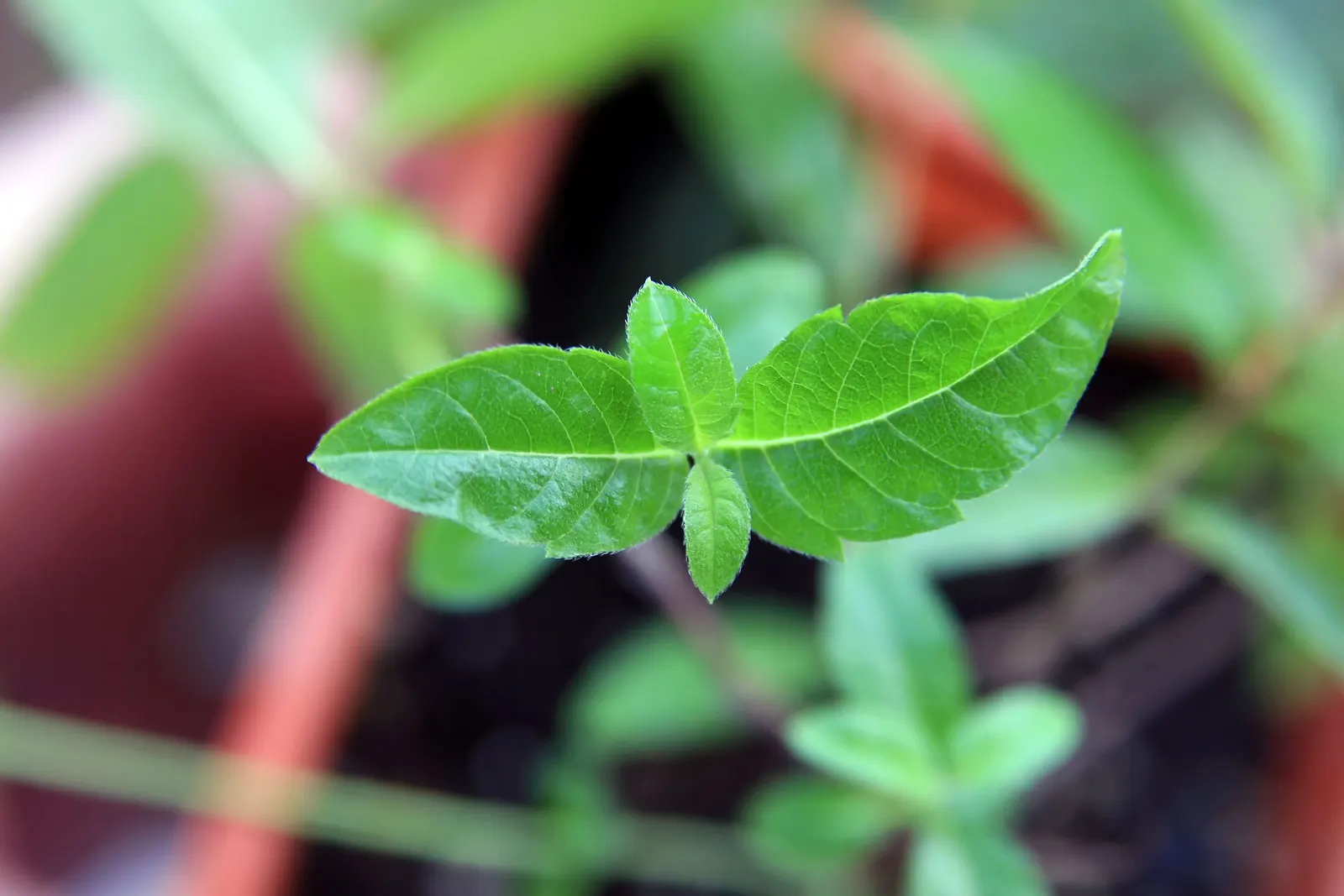 Lemon Verbena (Aloysia Triphylla) — regular pruning promotes a bushier growth habit and prevents the plant from becoming too leggy