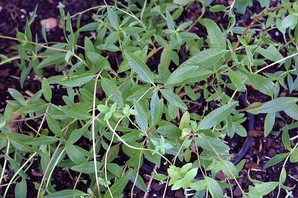 Lemon Verbena (Aloysia Triphylla) — pale lavender or white flowers may appear; flowers are small and lavender, but it's mainly grown for its fragrant