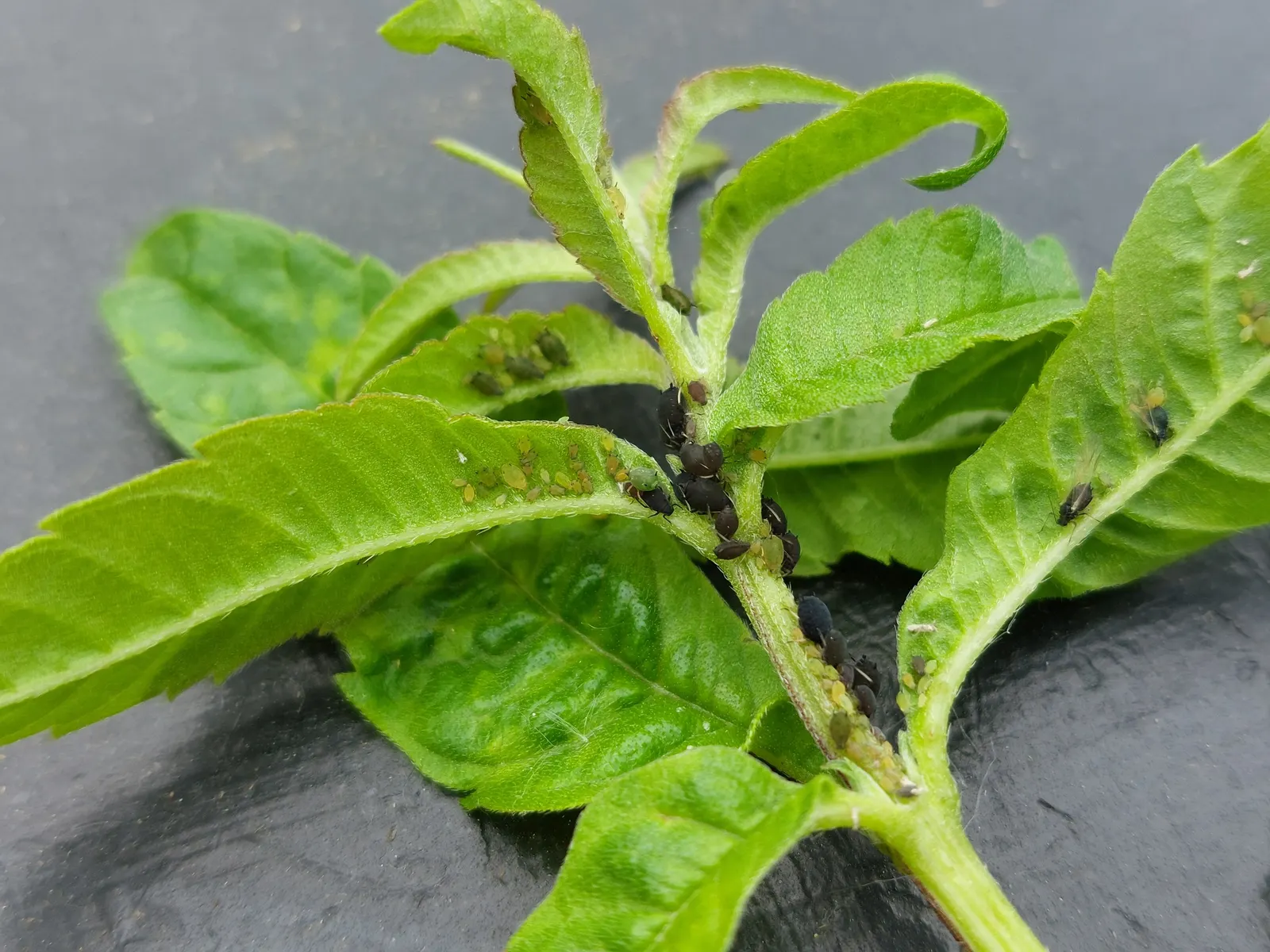 Lemon Verbena (Aloysia Triphylla) — regular pruning promotes a bushier growth habit and prevents the plant from becoming too leggy; shrub for full or half