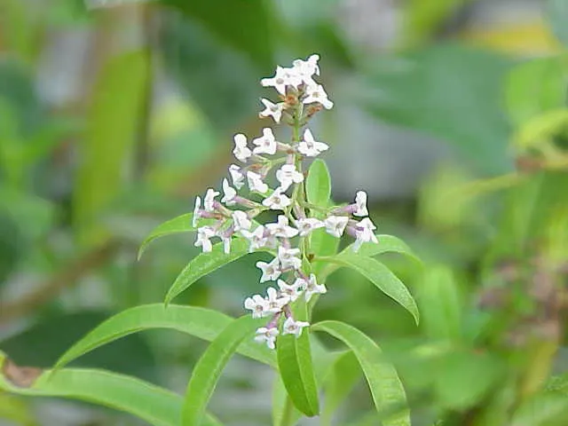 Lemon Verbena (Aloysia Triphylla) — it can reach a mature height of 3 to 6 feet and spread 2 to 4 feet