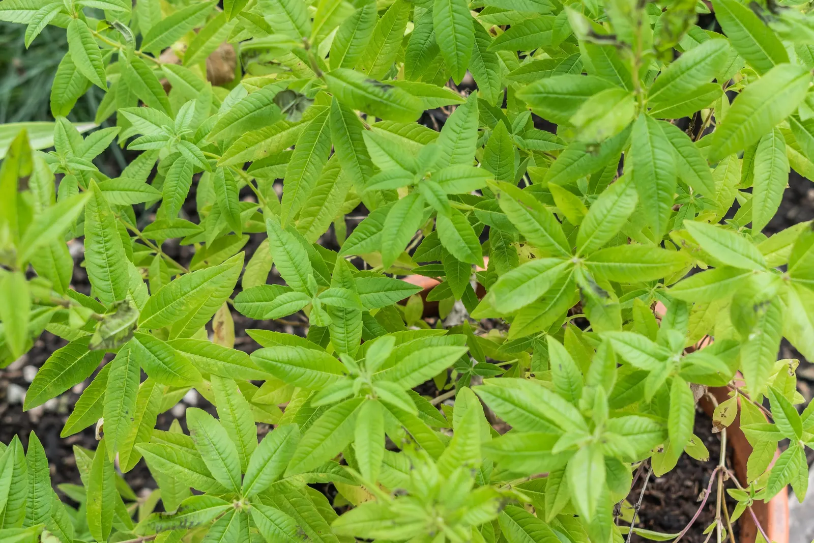 Lemon Verbena (Aloysia Triphylla) — Reaching up to 6 feet tall and 4 feet wide, it thrives in full sun and well-drained soil; thriving in USDA Hardiness Zones