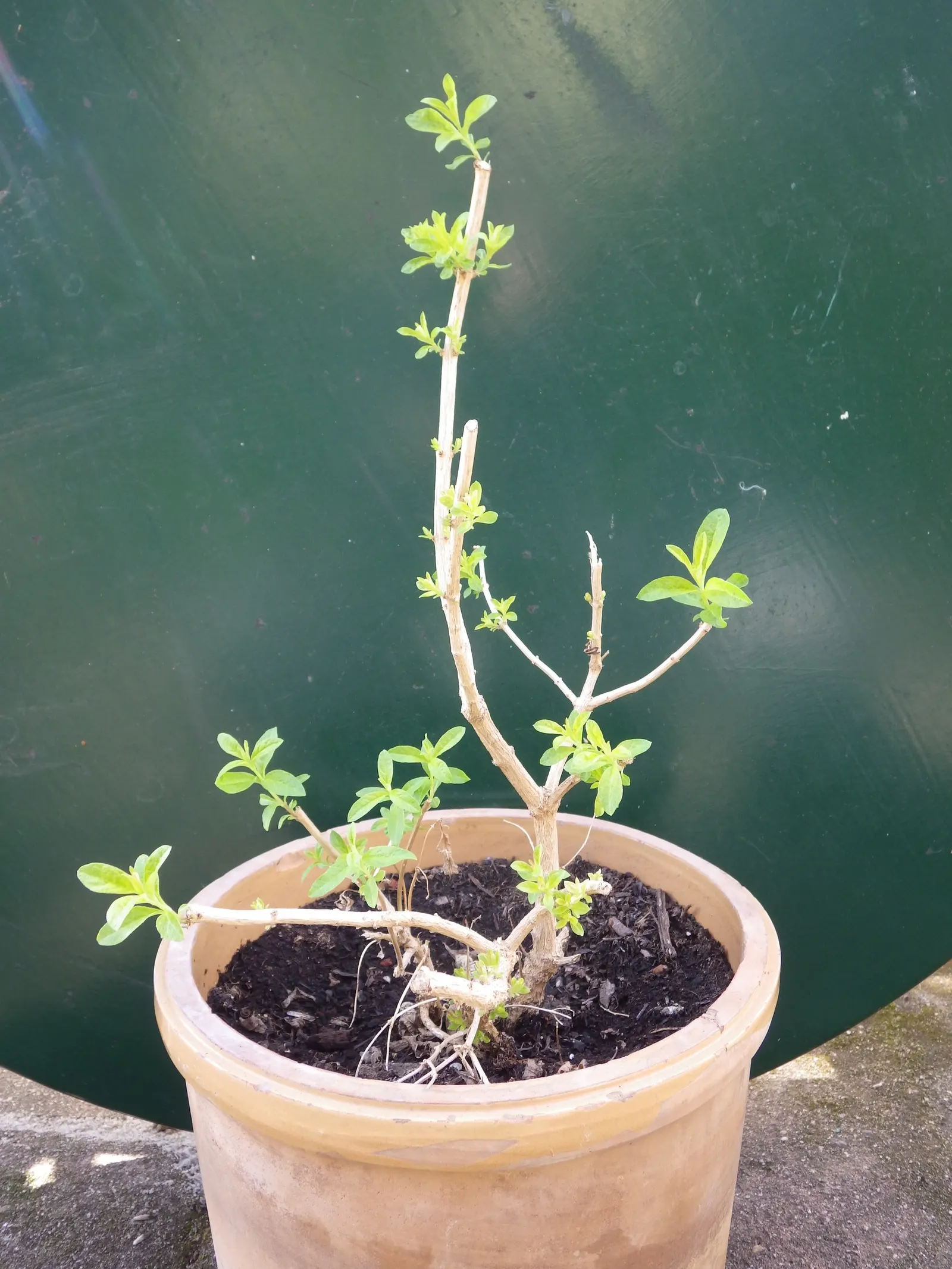 Lemon Verbena (Aloysia Triphylla) — Lemon Verbena appreciates full sun and well-drained soil