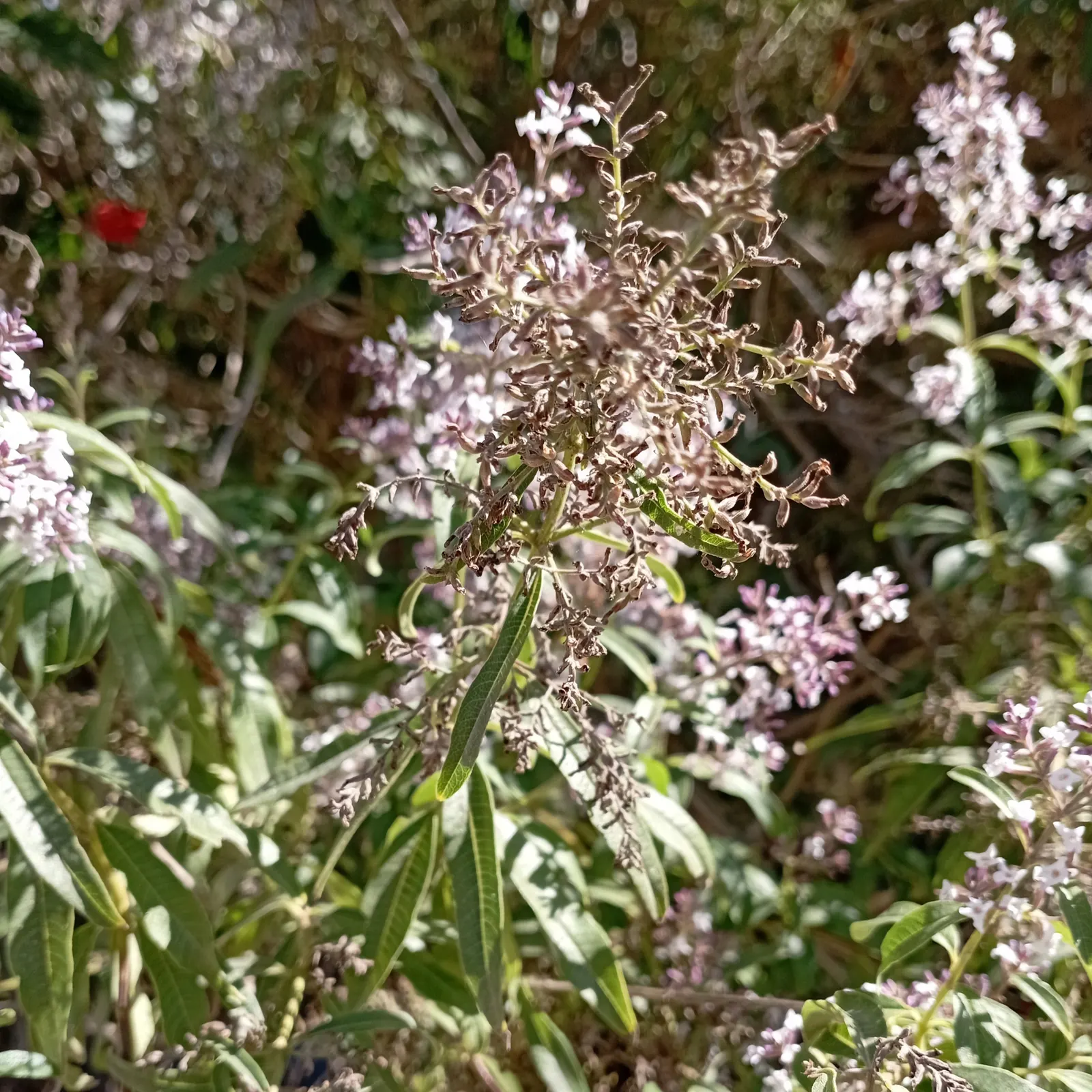 Lemon Verbena (Aloysia Triphylla) — It's important to mention that Lemon Verbena is drought-tolerant once established; a highly aromatic perennial shrub