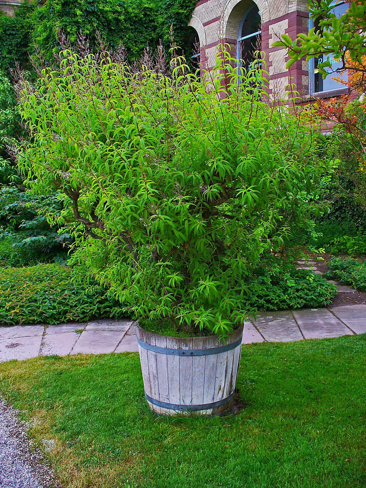 Lemon Verbena (Aloysia Triphylla) — Lemon Verbena (Aloysia triphylla) is a perennial herb prized for its citrus-scented leaves