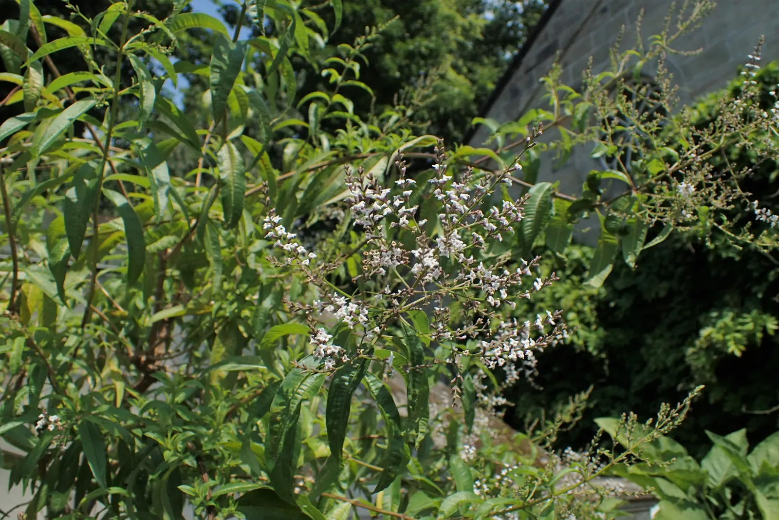 Lemon Verbena (Aloysia Triphylla) — Lemon Verbena (Aloysia triphylla); lance-shaped leaves are deciduous