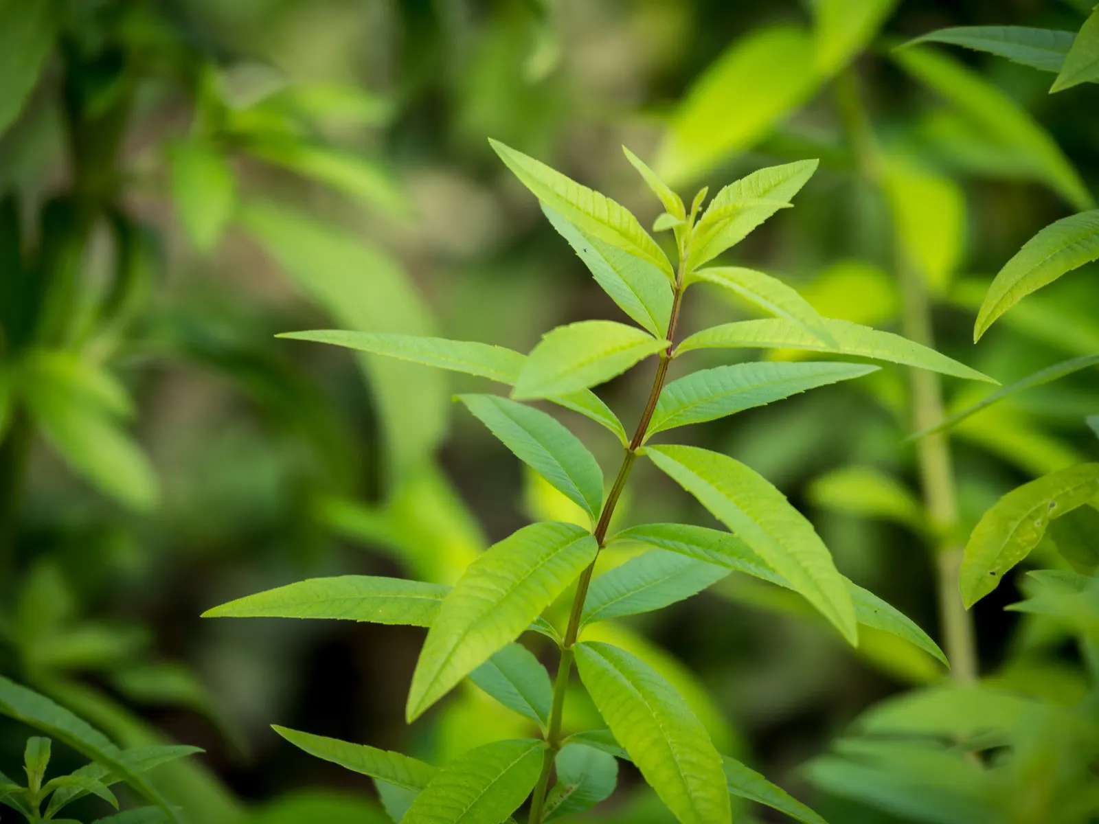 Lemon Verbena (Aloysia Triphylla) — white flowers in the garden