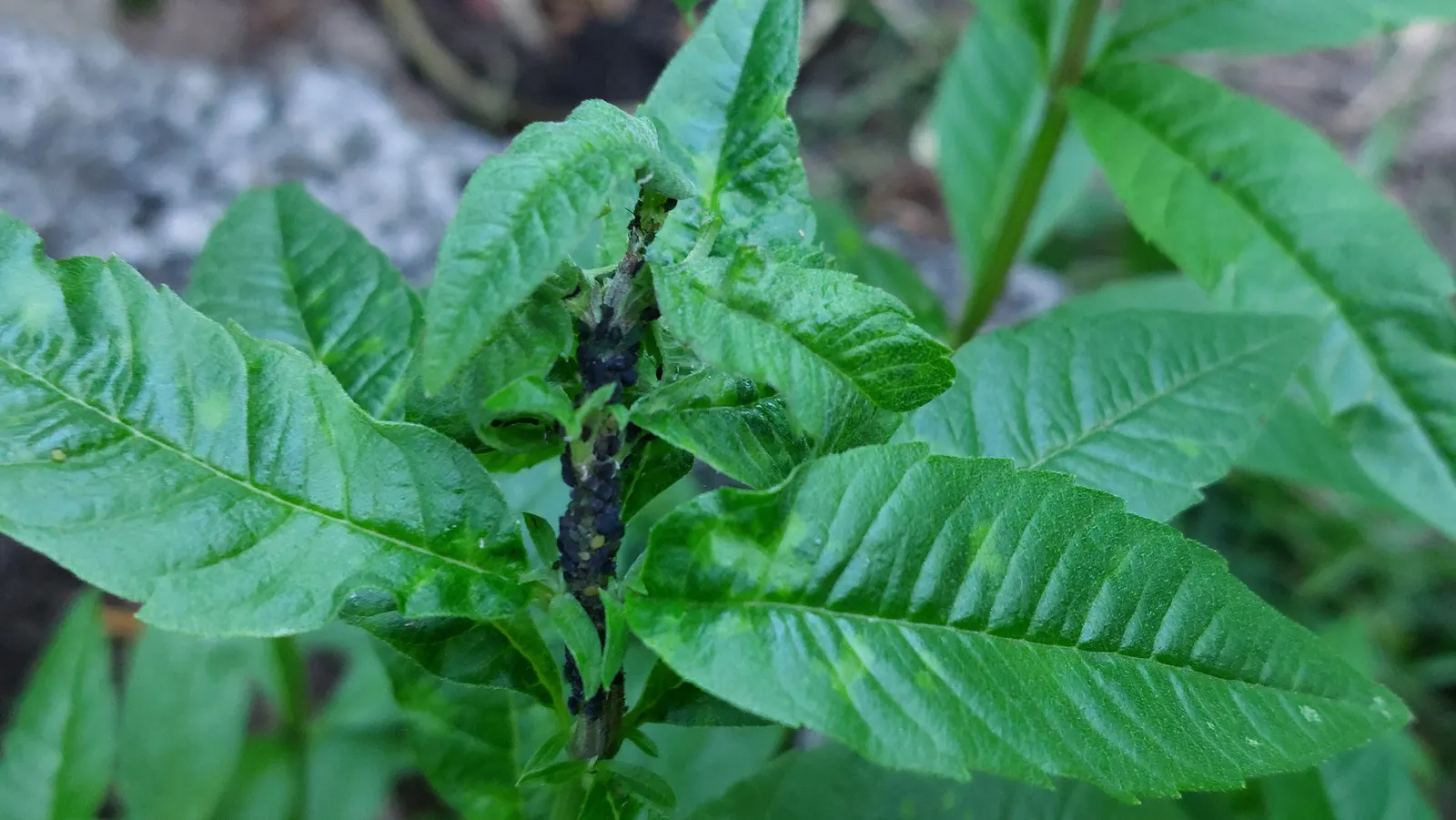 Lemon Verbena (Aloysia Triphylla) — Lemon Verbena is well-suited for borders and herb gardens; regular pruning promotes a bushier growth habit and prevents the