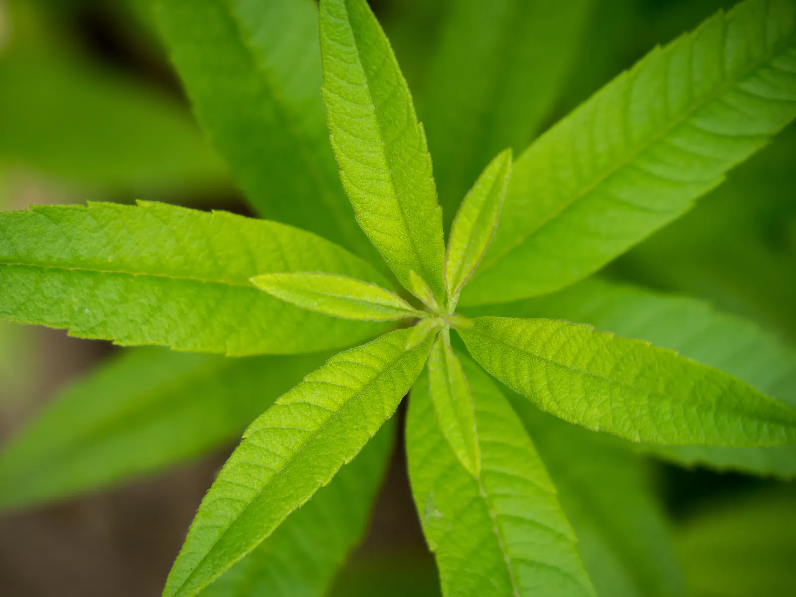 Lemon Verbena (Aloysia Triphylla) — shrub for full or half