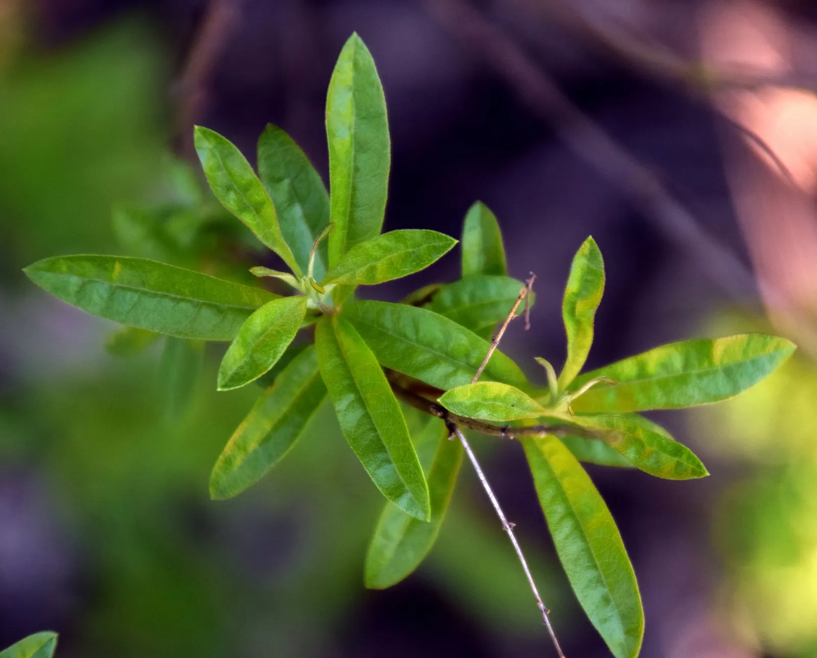 Lemon Verbena (Aloysia Triphylla) — lance-shaped leaves are deciduous; lemon Verbena appreciates full sun and well-drained soil