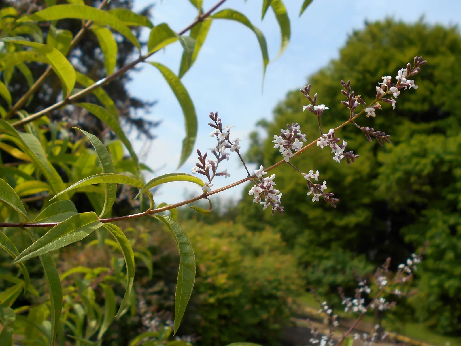 Lemon Verbena (Aloysia Triphylla) — Utilized in garden beds for its aromatic foliage, it also excels in containers; lemon Verbena is well-suited for borders