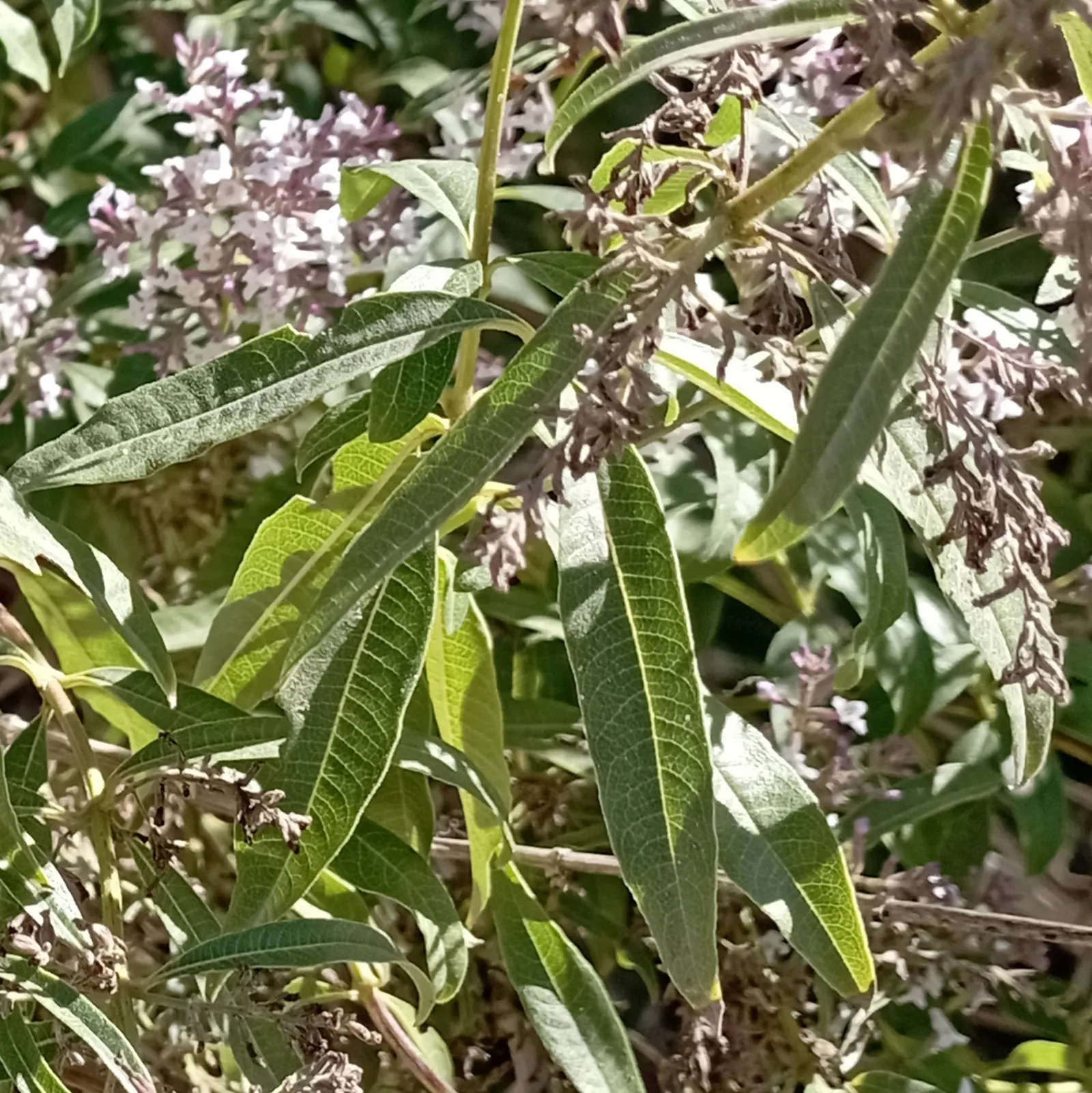 Lemon Verbena (Aloysia Triphylla) — the leaves can be harvested for culinary uses and herbal infusions; but will benefit from occasional deep watering during