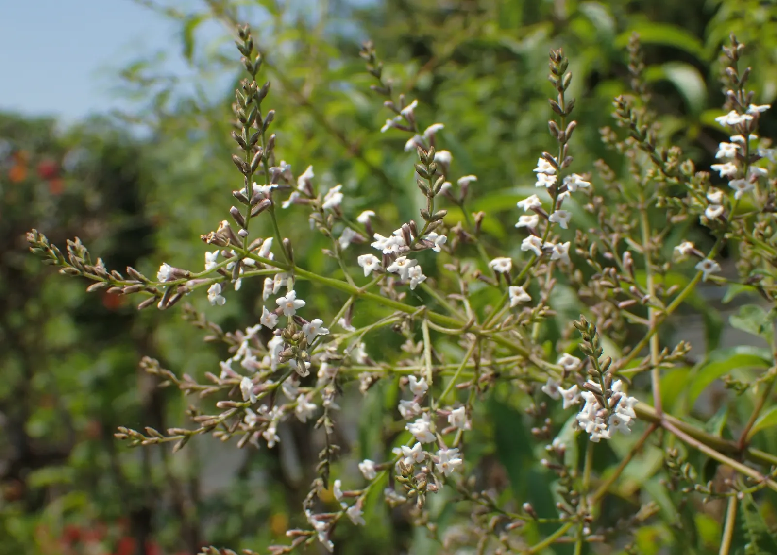 Lemon Verbena (Aloysia Triphylla) — Flowers are small and lavender, but it's mainly grown for its fragrant, culinary, and medicinal leaves; lemon Verbena