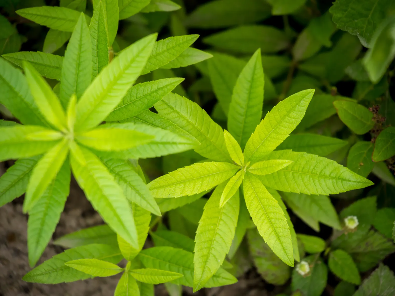 Lemon Verbena (Aloysia Triphylla) — adding an extra layer of enjoyment to the garden experience