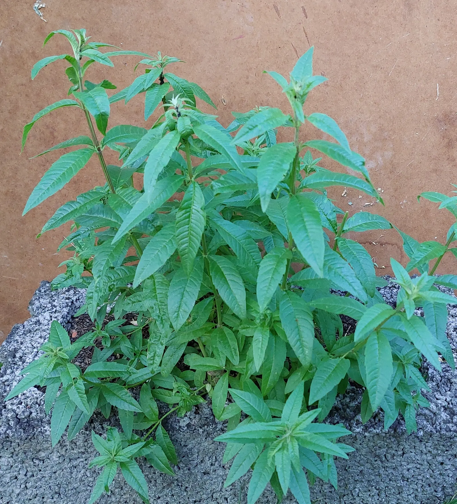 Lemon Verbena (Aloysia Triphylla) — In colder zones, it's often grown as an annual or overwintered indoors