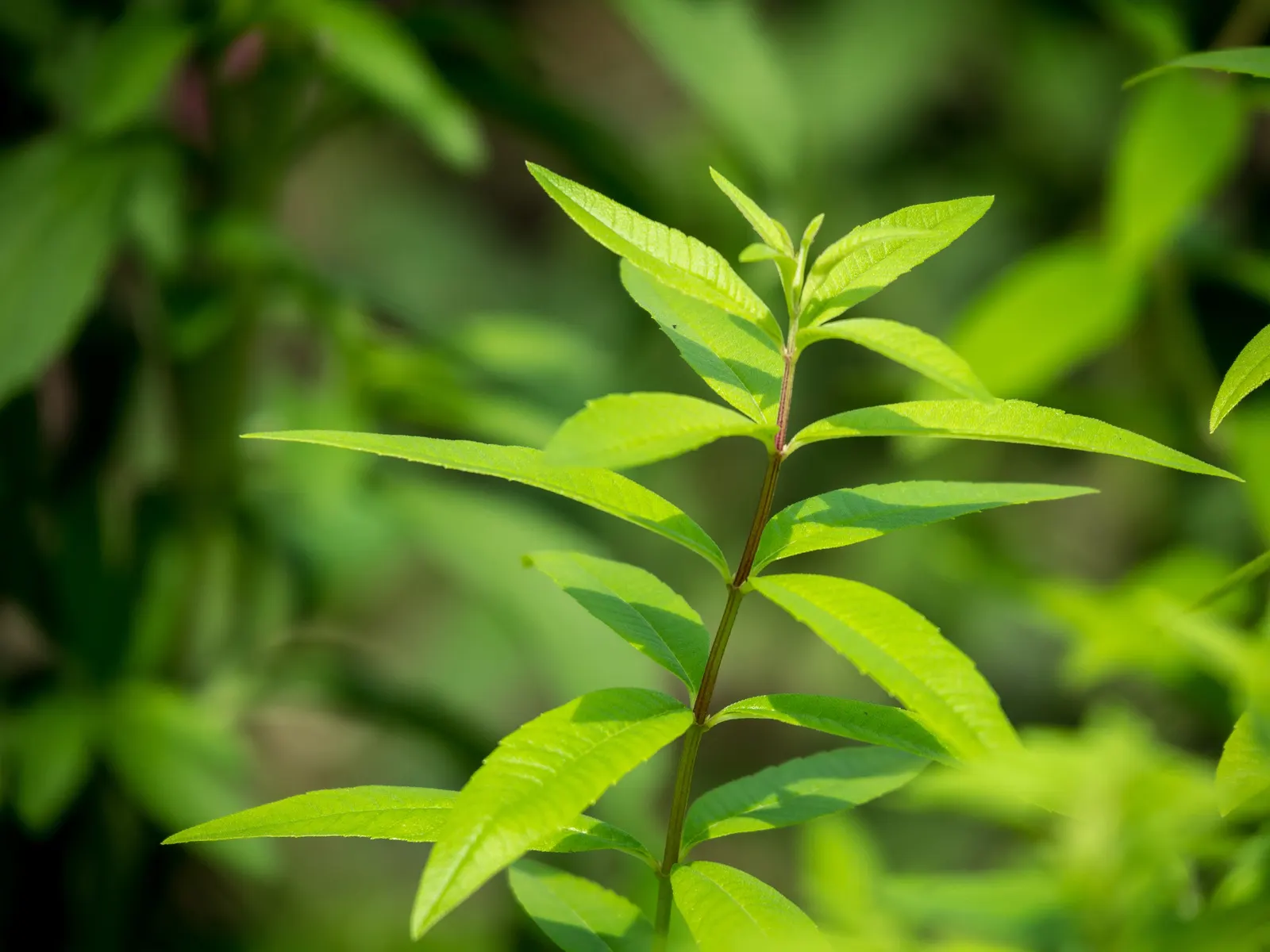 Lemon Verbena (Aloysia Triphylla) — shrub with white blooms