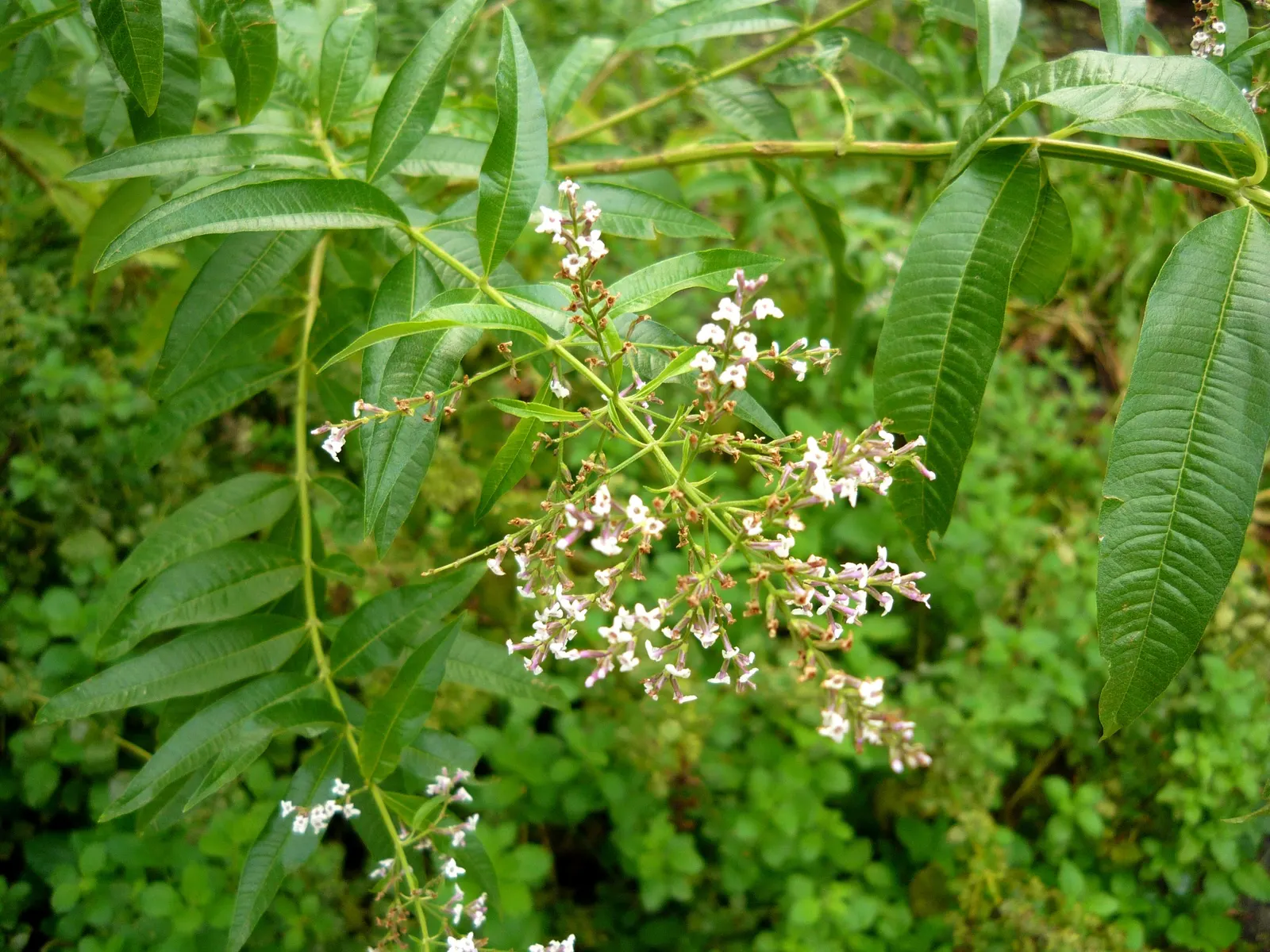 Lemon Verbena (Aloysia Triphylla) — Originating from South America; adds a sensory delight to any garden with its lemon-scented foliage