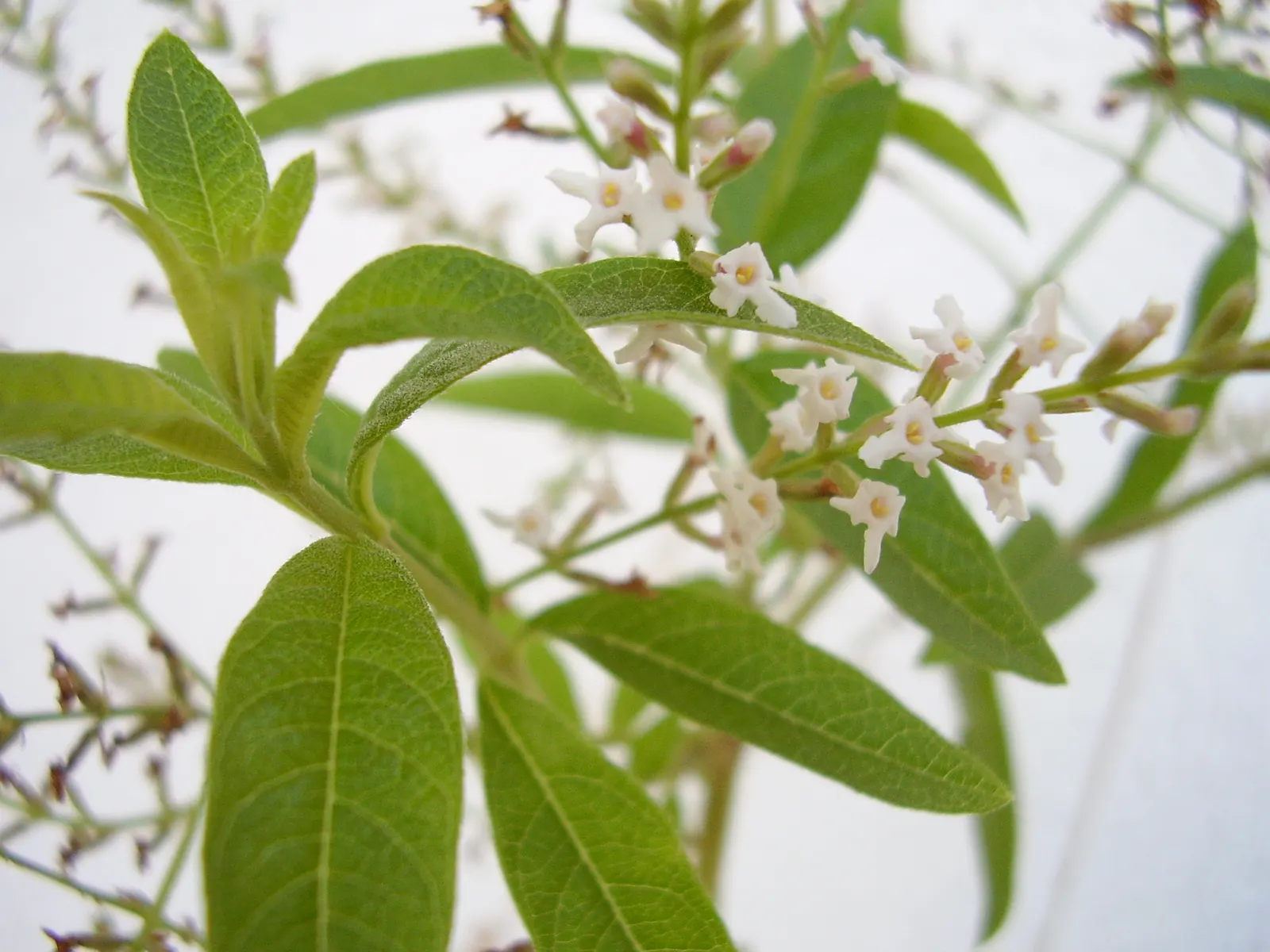 Lemon Verbena (Aloysia Triphylla) — Utilized in garden beds for its aromatic foliage, it also excels in containers; lemon Verbena is well-suited, image 55