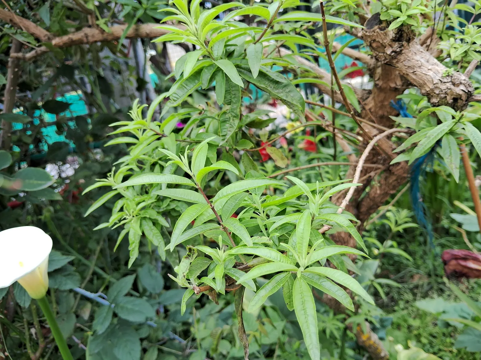 Lemon Verbena (Aloysia Triphylla) — thriving in USDA Hardiness Zones 8-10; the leaves can be harvested for culinary uses and herbal infusions, image 63