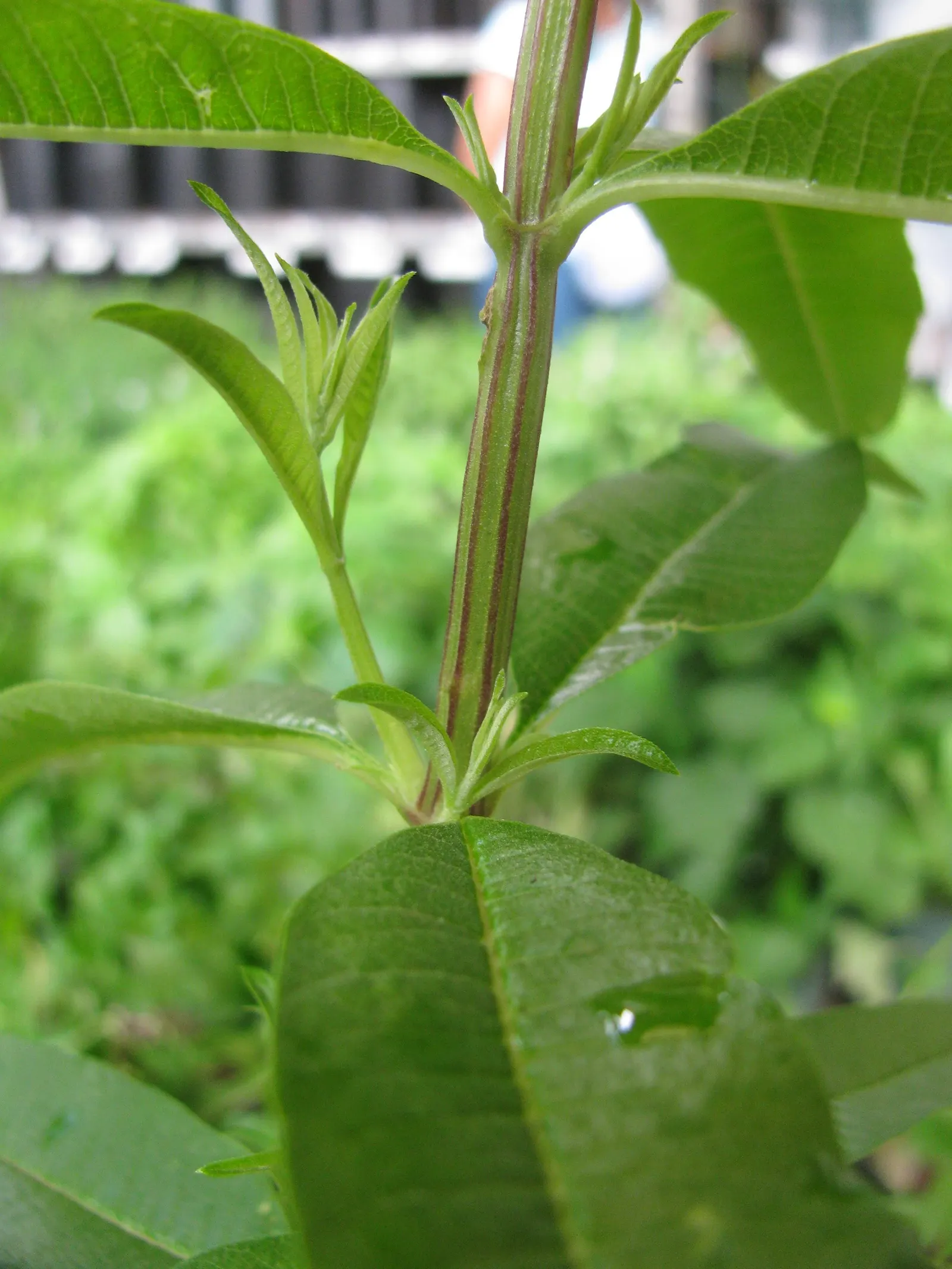 Lemon Verbena (Aloysia Triphylla) — Lemon Verbena (Aloysia triphylla); lance-shaped leaves are deciduous, image 58