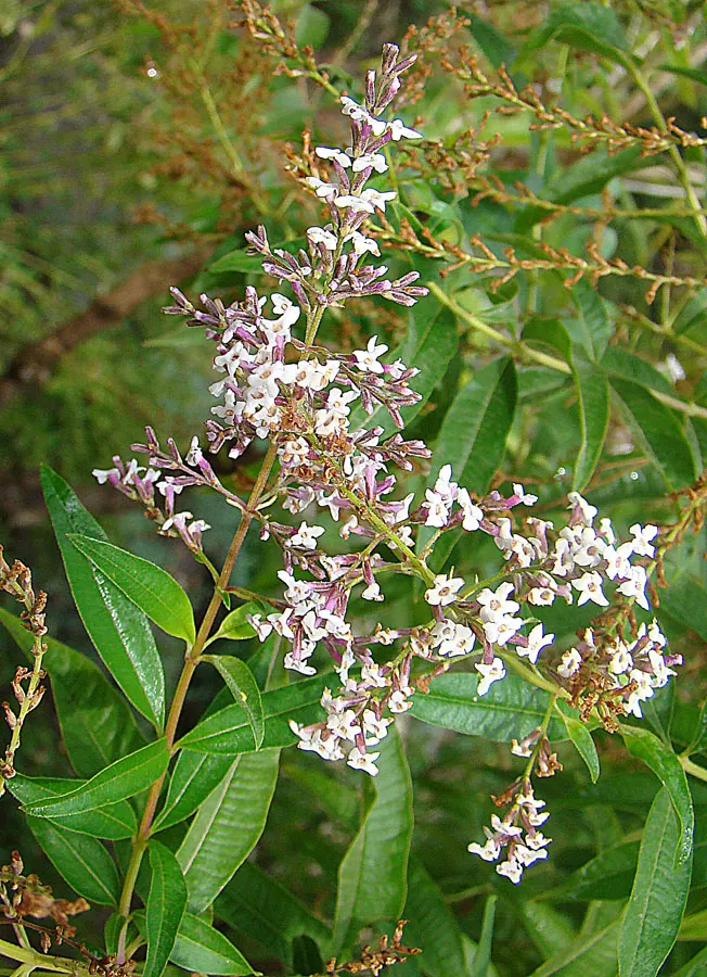 Lemon Verbena (Aloysia Triphylla) — Reaching up to 6 feet tall and 4 feet wide, it thrives in full sun and well-drained soil; thriving in USDA, image 54