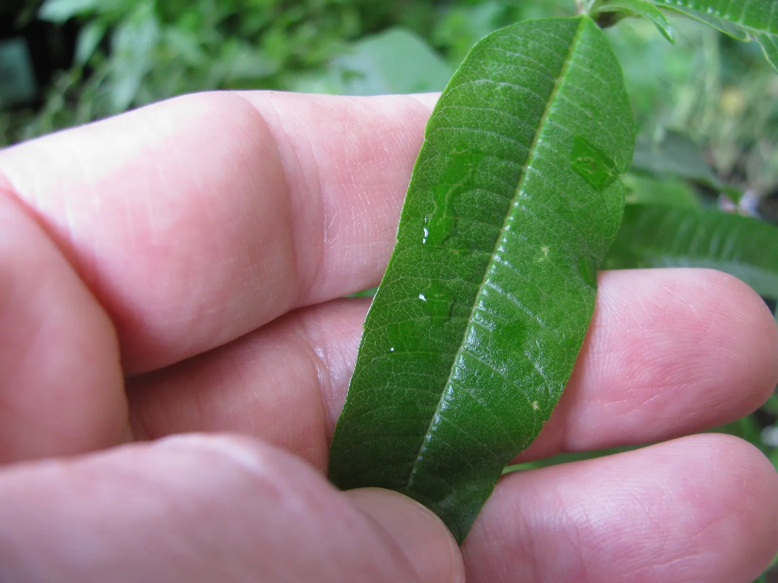 Lemon Verbena (Aloysia Triphylla) — it can reach a mature height of 3 to 6 feet and spread 2 to 4 feet; utilized in garden beds for its aromatic, image 64