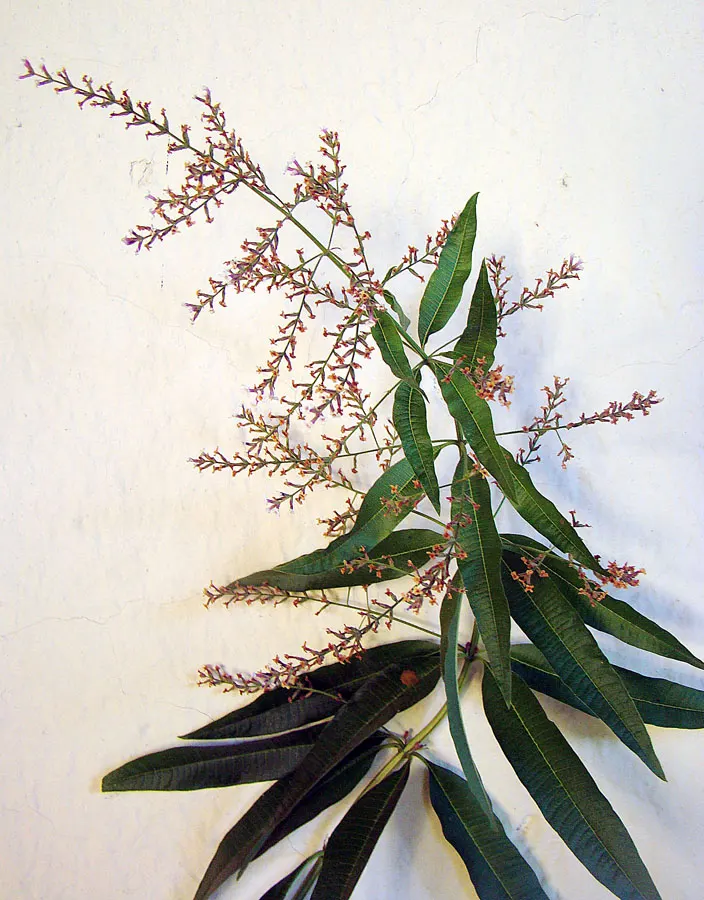 Lemon Verbena (Aloysia Triphylla) — In colder zones, it's often grown as an annual or overwintered indoors; shrub with white blooms, image 56