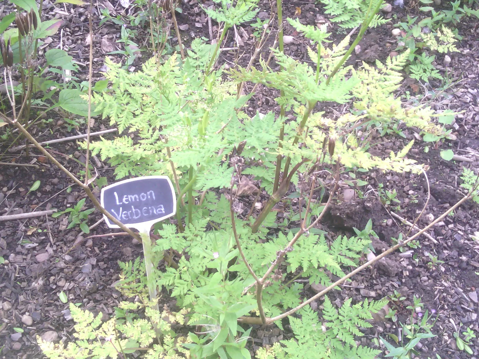 Lemon Verbena (Aloysia Triphylla) — white flowers in the garden; originating from South America