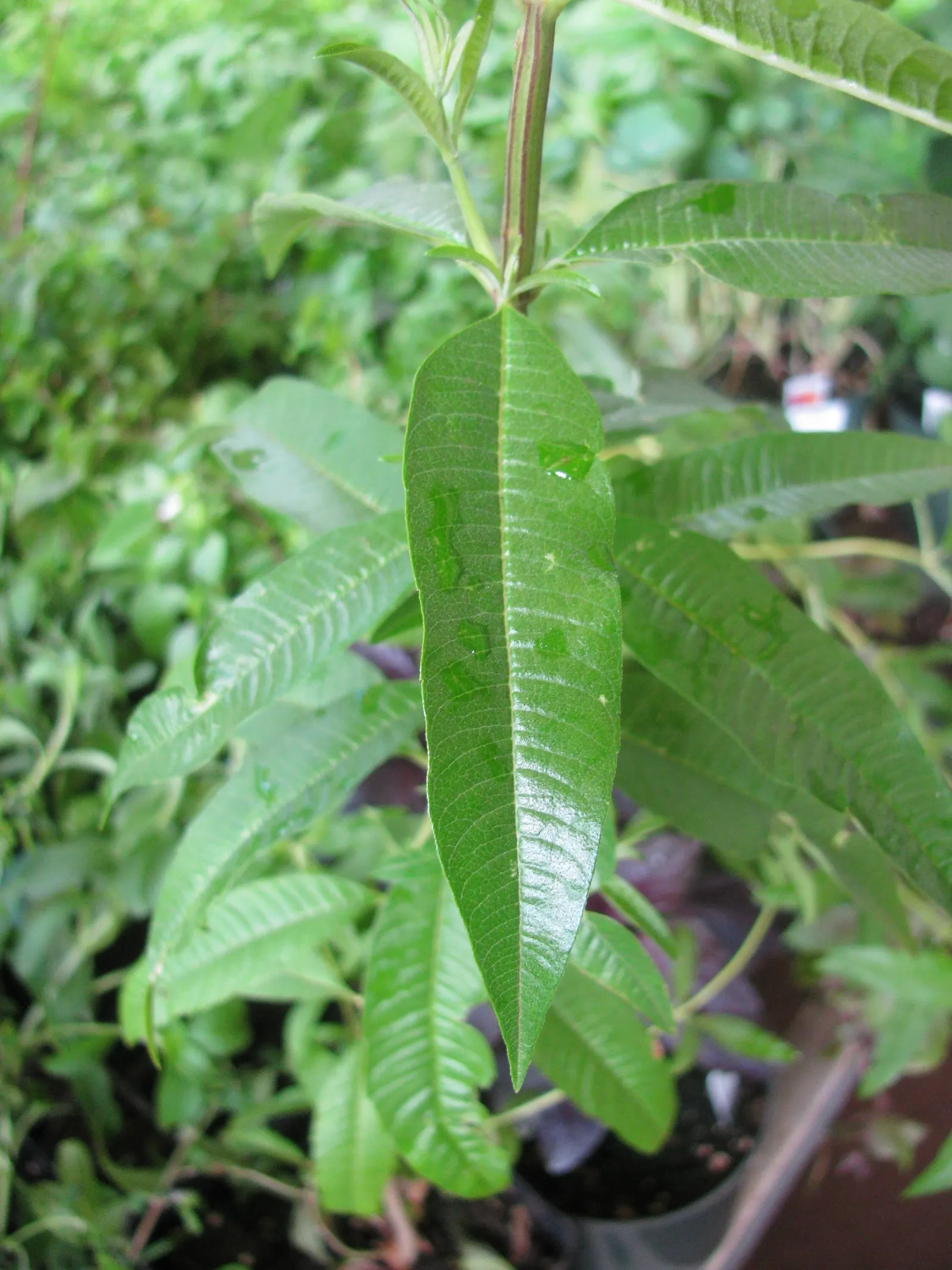 Lemon Verbena (Aloysia Triphylla) — Reaching up to 6 feet tall and 4 feet wide, it thrives in full sun and well-drained soil