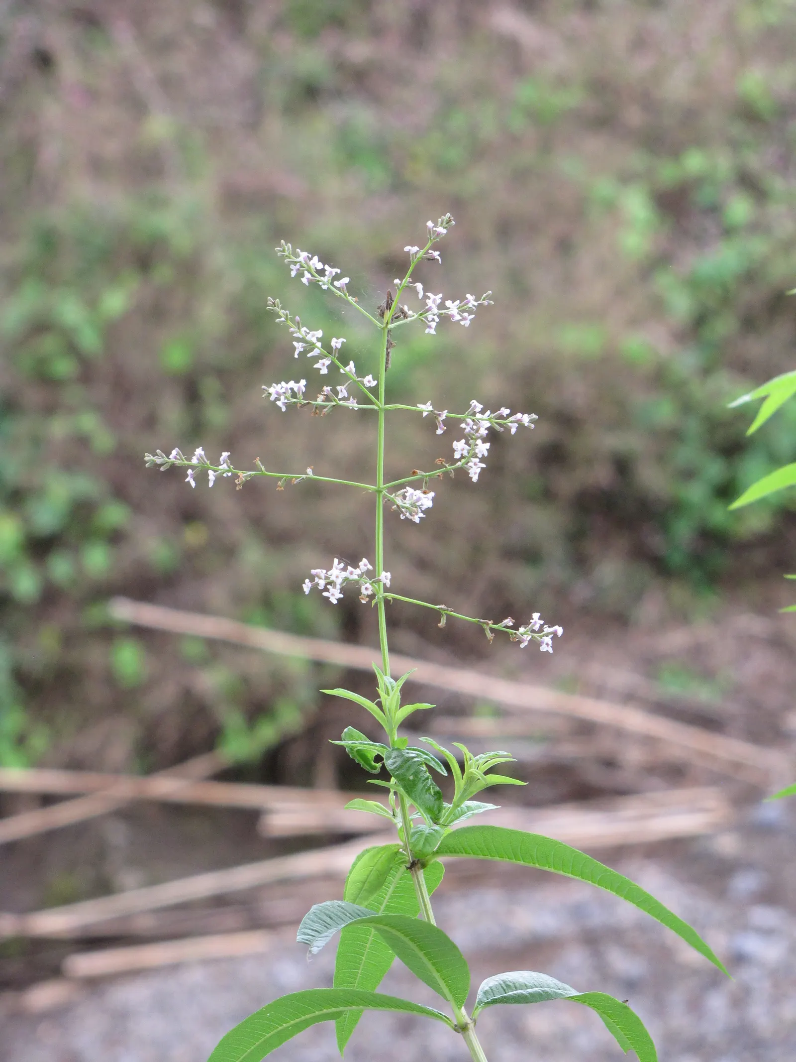 Lemon Verbena (Aloysia Triphylla) — Flowers are small and lavender, but it's mainly grown for its fragrant, culinary, and medicinal leaves; lemon, image 57