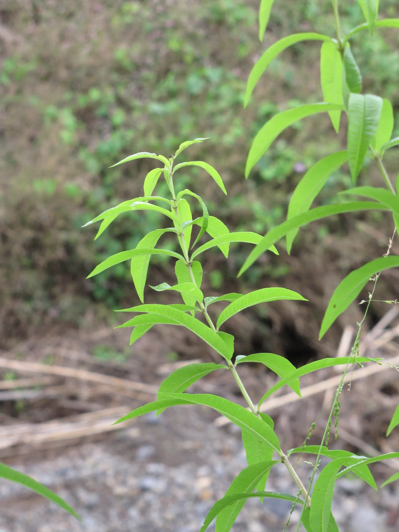 Lemon Verbena (Aloysia Triphylla) — Lemon Verbena appreciates full sun and well-drained soil; from late spring to early fall, image 62