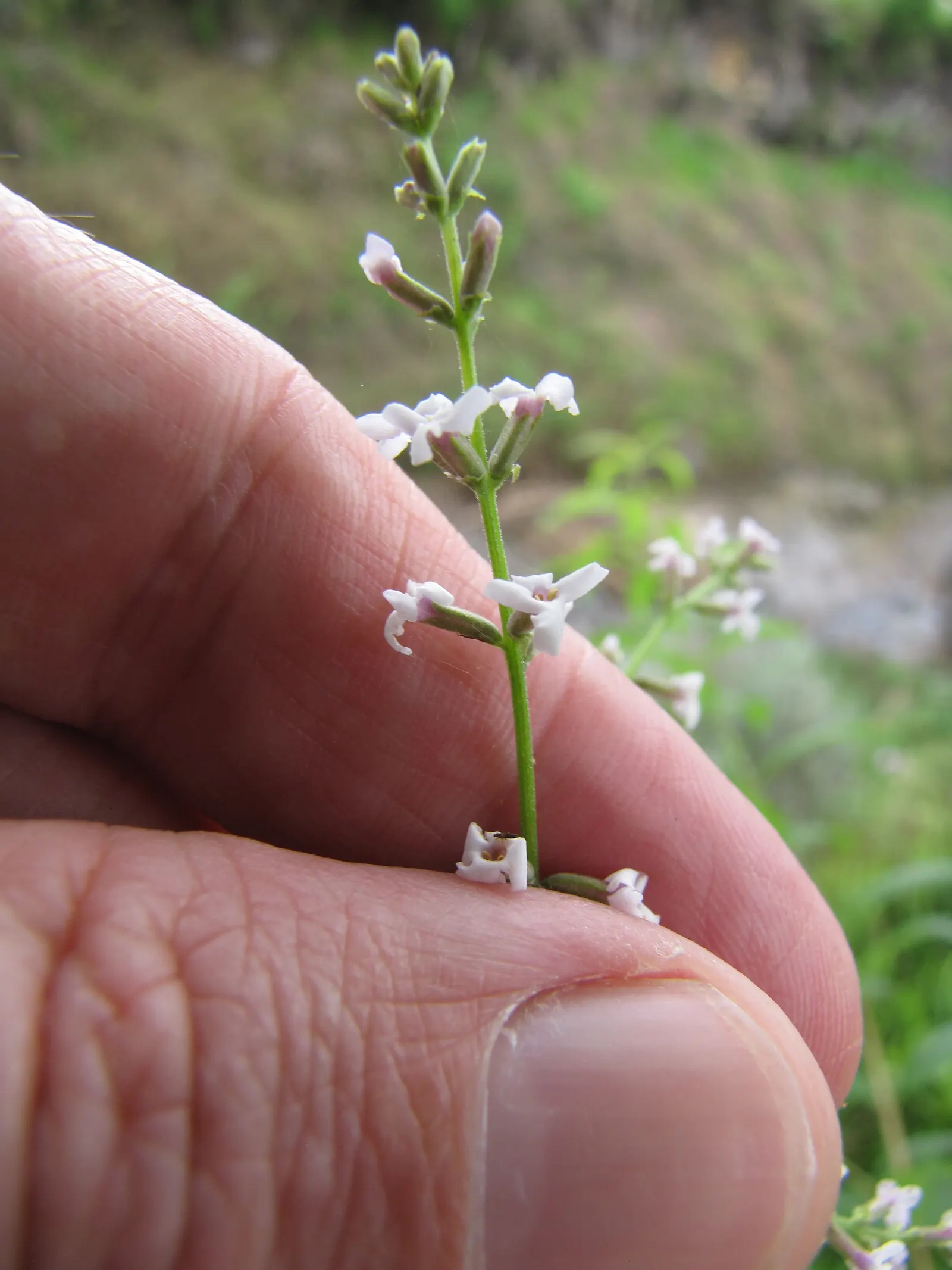 Lemon Verbena (Aloysia Triphylla) — a highly aromatic perennial shrub; it's important to mention that Lemon Verbena is drought-tolerant once, image 59