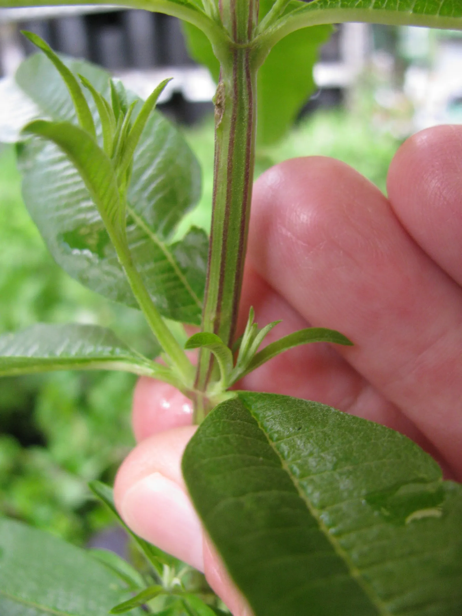 Lemon Verbena (Aloysia Triphylla) — adds a sensory delight to any garden with its lemon-scented foliage; lemon Verbena (Aloysia triphylla) is a, image 60